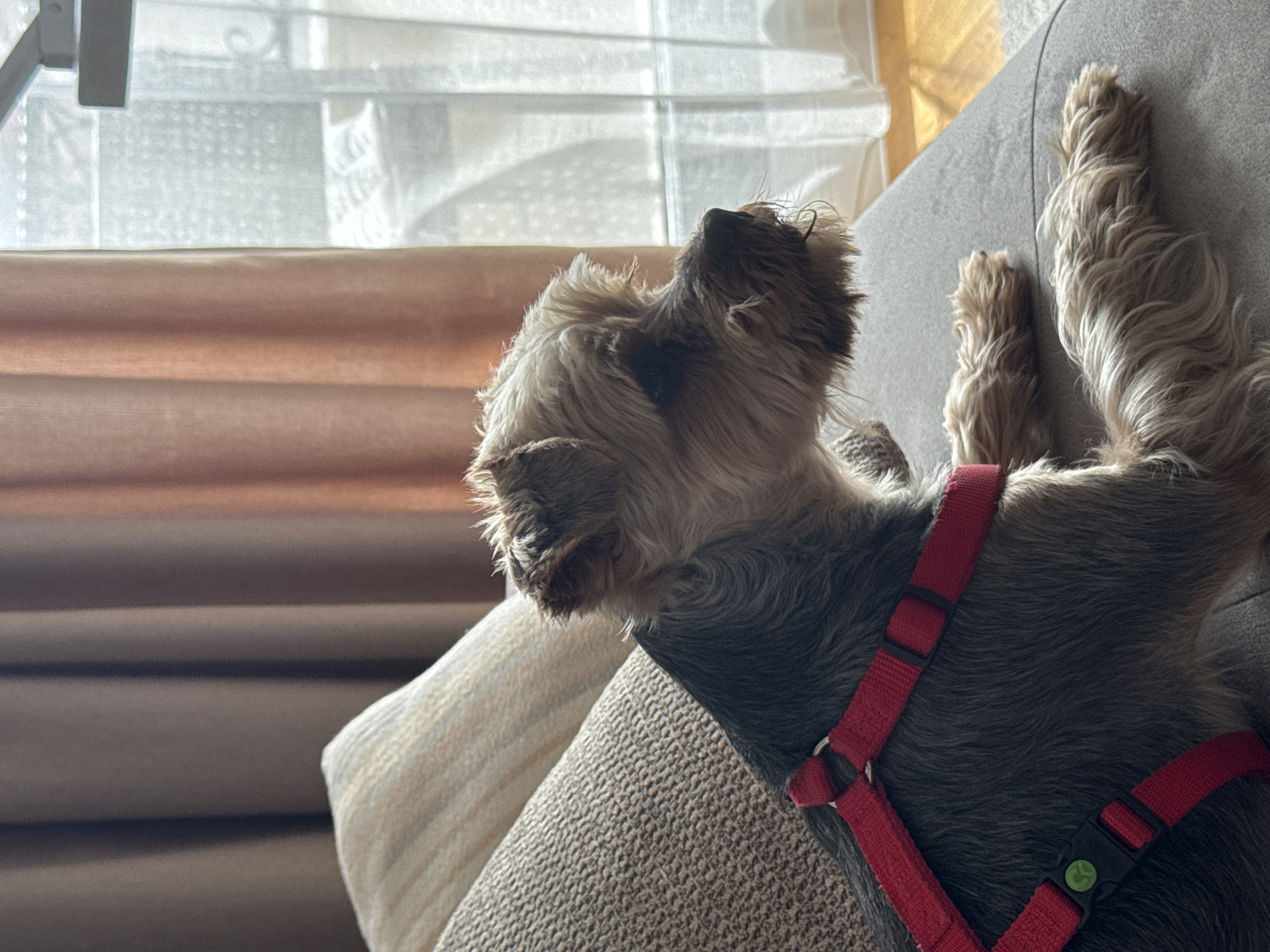 A small, shaggy dog, resembling a Yorkshire Terrier, lies comfortably on a textured light brown sofa. The dog is positioned with its back to the viewer, head tilted upwards and slightly to the left, seemingly gazing out of a window or at something above. Its fur is a mix of dark grey or black on its back and lighter tan or brown on its head, neck, and visible back legs, which are stretched out on the sofa cushion. A bright red harness is worn by the dog, featuring a black buckle with a small green circular logo, possibly a stylized leaf or recycling symbol.
Behind the dog and the sofa, a window is visible, covered by light-colored, somewhat sheer curtains or blinds at the top, allowing bright, diffused natural light to enter the room. Below these, horizontal brown or tan blinds provide an additional layer of window covering. The strong natural light indicates it is daytime. The scene is indoors, suggesting a home setting like a living room or bedroom. The dog appears relaxed and observant.
