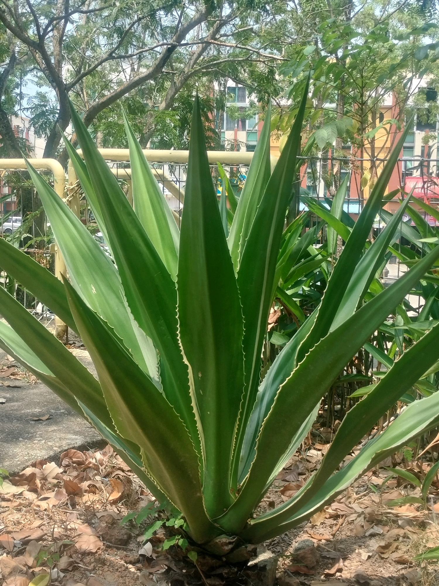 A large agave plant with sharp, sword-like green leaves stands in the foreground. The leaves are edged with fine, saw-like serrations and have lighter green stripes running along their length. The plant is rooted in dry soil covered with fallen brown leaves. Behind the agave, a yellow metal fence is visible, with a blurred background of trees, buildings, and a clear sky. The setting appears to be an outdoor urban environment, possibly a public space or park in Batam, Indonesia. No people are present in the image.
