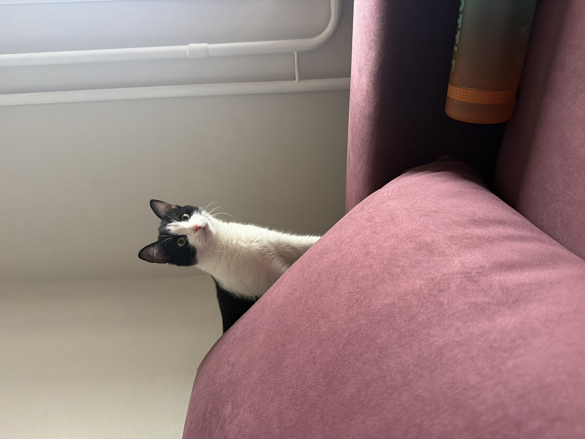 A black and white cat is perched on a purple couch, looking up towards the camera. A water bottle is visible behind the top right corner of the couch. The background includes a white wall and a white pipe running horizontally. The image appears to be taken indoors. There is no indication of the location being in Chaikovsky, Russia.
