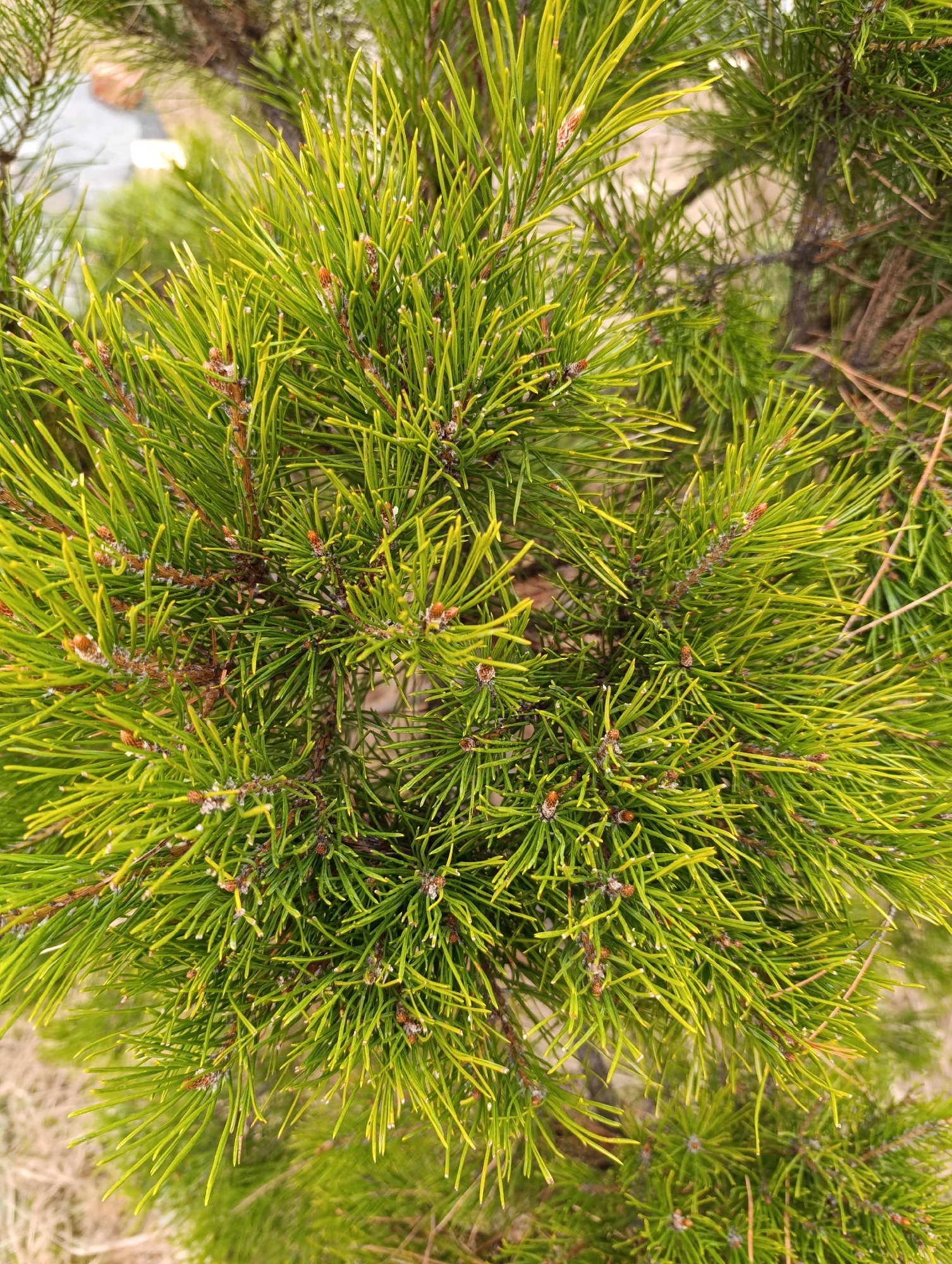 This media file displays a close-up view of a coniferous tree, likely a pine or spruce, in an outdoor setting. The image is dominated by the tree's vibrant green, needle-like foliage, which appears healthy and lush. Numerous small, reddish-brown buds or nascent cones are visible among the needles, suggesting new growth or early reproductive structures.
The lighting in the image suggests it was taken during daytime, with soft, natural light illuminating the needles, giving them a fresh, bright appearance with some yellowish tips. The background is softly blurred, showing hints of other foliage, dried grass or fallen needles on the ground, and what might be a paved surface or distant building structure. No specific activity or event is taking place; the image is a static capture of the plant.
Notable details include the fine texture of the needles, the distinct, small buds scattered throughout the branches, and the slight variations in green and yellow tones of the foliage. There is no visible text in the image. The scene conveys a sense of natural tranquility and the robust vitality of the plant. The location context indicates this scene is from Chaikovsky, Russia.