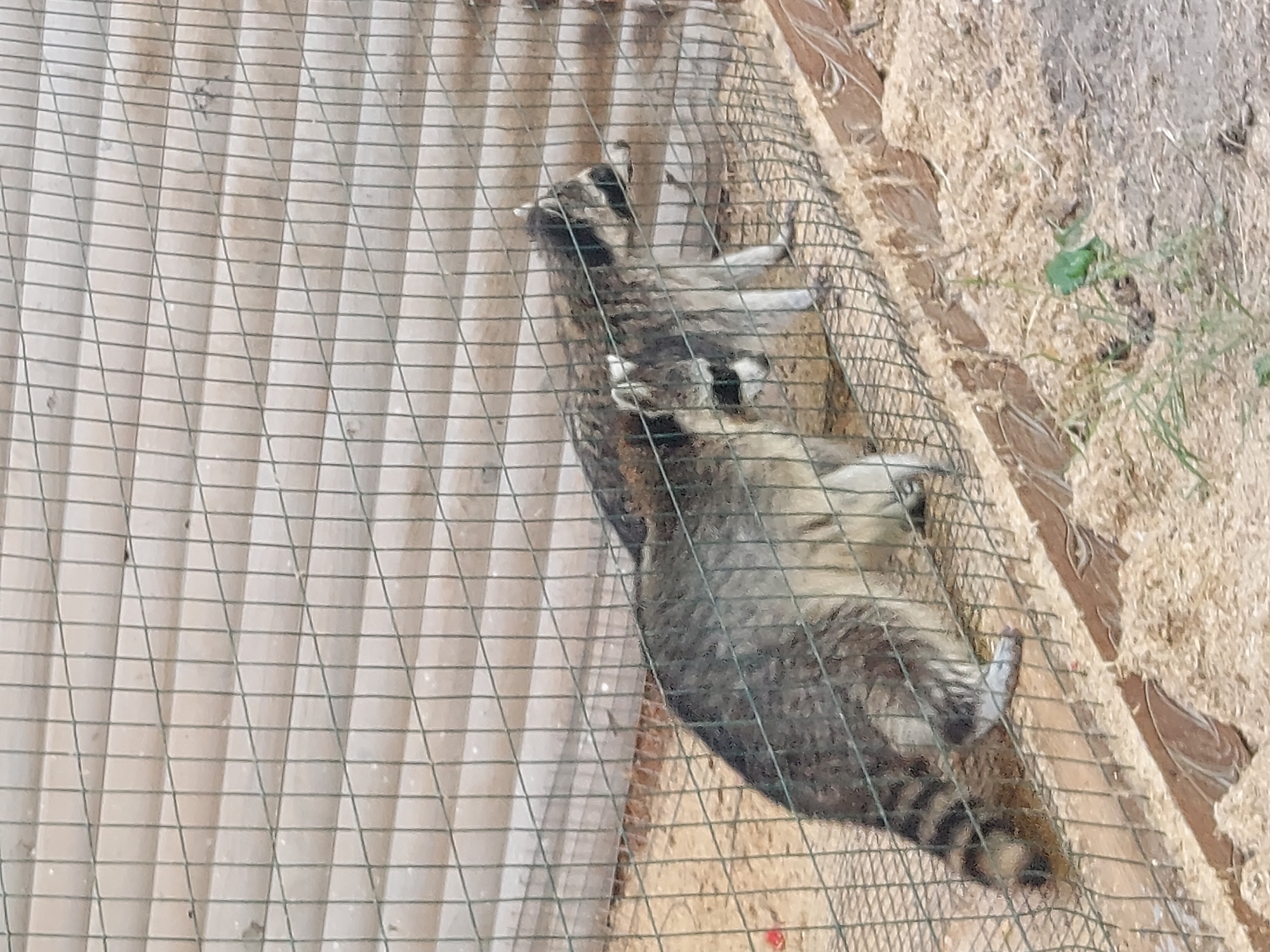 The image shows two raccoons in an outdoor enclosure. The enclosure has a wire mesh fence in the foreground and a wooden structure in the background. The ground is covered with sand and wood chips. One raccoon is in the foreground, facing left, with its tail curled. The second raccoon is behind the first, facing right. The enclosure appears to be located in the city of Камянюцкі сельскі Савет, Belarus.
