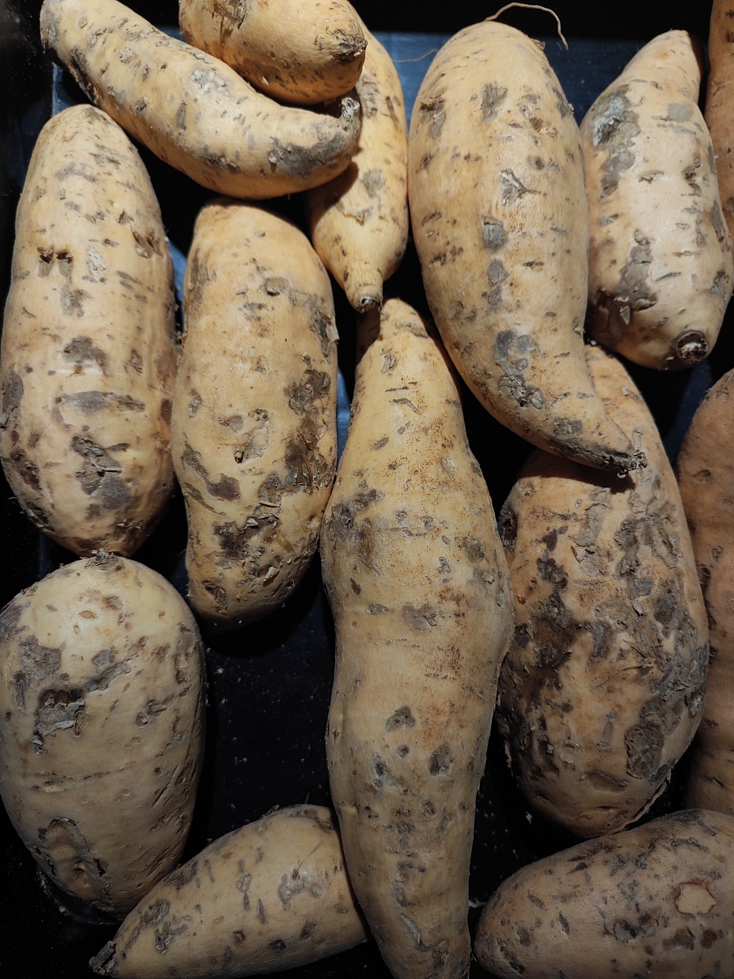 A close-up, overhead shot displays a collection of unpeeled sweet potatoes arranged in a dark container. The sweet potatoes are various sizes and shapes, with some appearing elongated and others more rounded. Their skin is a pale tan color, with irregular brown patches and blemishes scattered across the surface. The lighting highlights the textured skin of the sweet potatoes. The scene is located in Nangkaan, Indonesia.