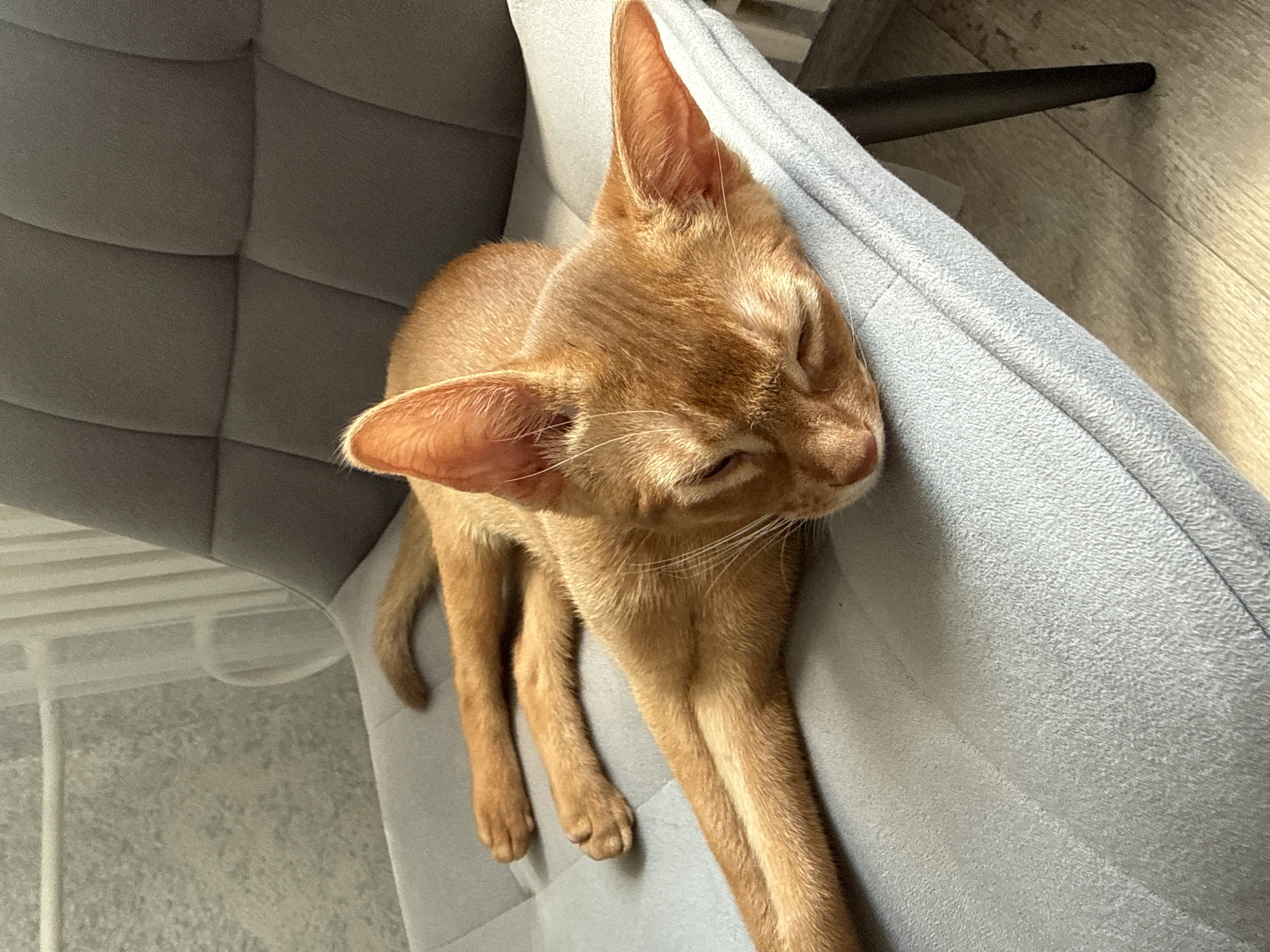 An orange cat sleeps on a gray upholstered chair. The cat is lying on its side with its eyes closed and its paws outstretched. The chair is placed in front of a window with sheer curtains. The floor is made of light-colored wood. The scene is lit by natural light, which casts shadows on the floor. The image was taken in Stary Oskol, Russia.