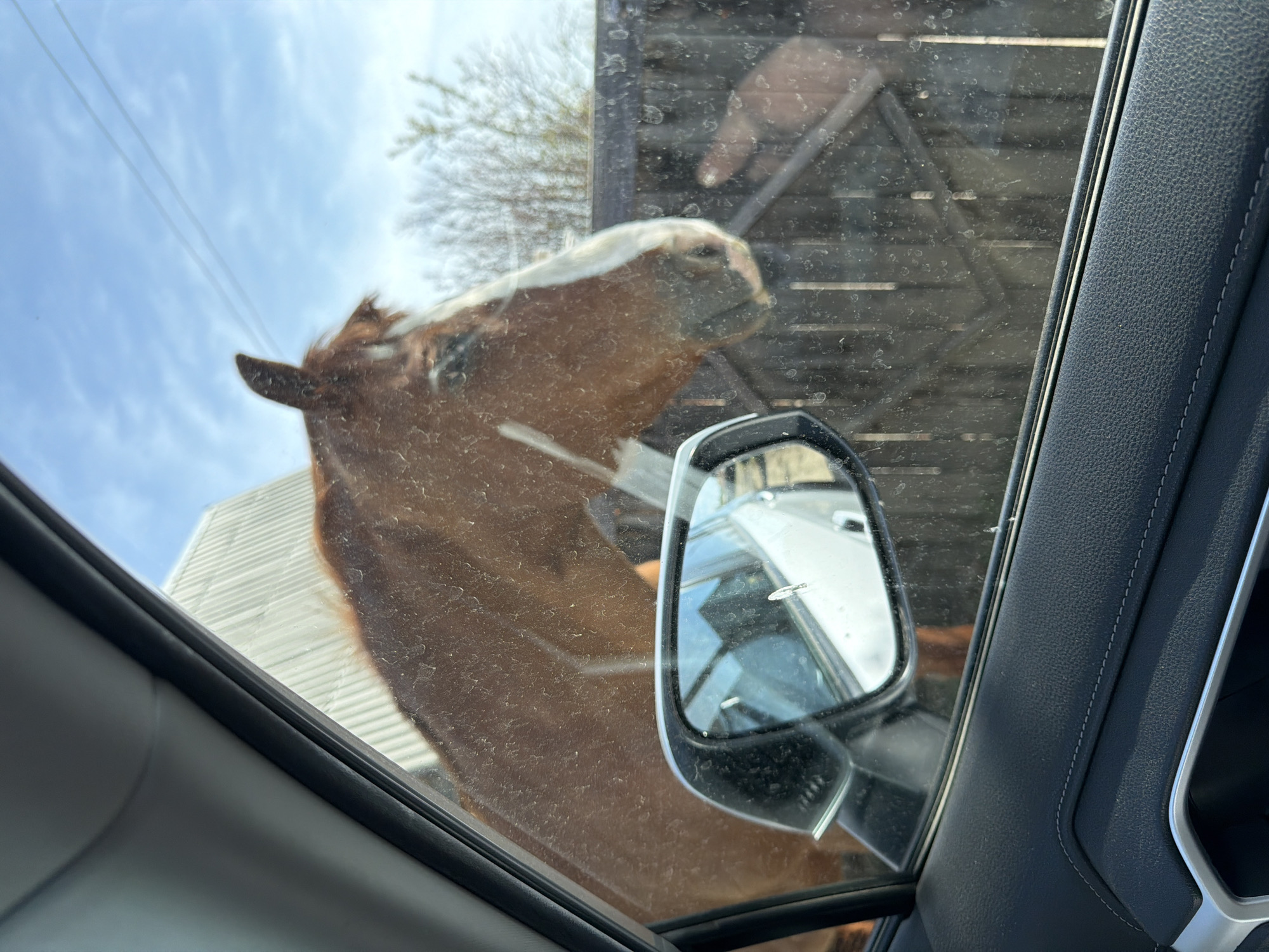 The image, taken from inside a vehicle, shows the head and neck of a brown horse with a white blaze on its face pressed against the car window. The horse is positioned on the driver's side, partially obscuring the side mirror. The background visible through the window and beyond the horse includes a building with light-colored corrugated metal siding and a bare tree. The interior of the car is visible in the foreground, including the window frame, door panel, and side mirror. The location in the city of Zheleznodorozhny, Russia, is not discernible from the image content.