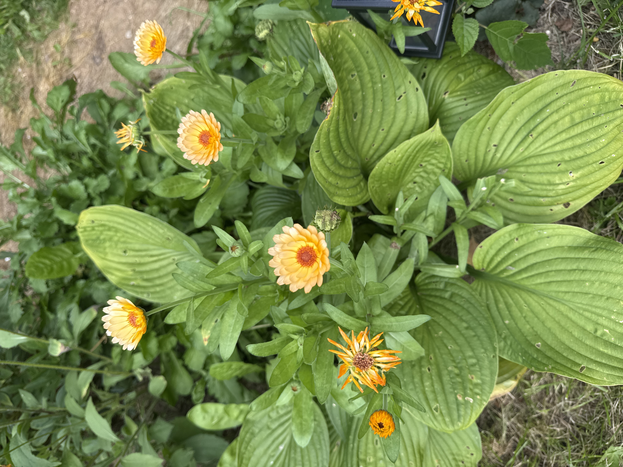 A high-angle, medium shot captures a close-up of several orange and yellow calendula flowers amidst lush green foliage. The flowers vary in bloom, with some fully open, showcasing their petal structures and central orange cores, while others are partially closed or in bud. The surrounding leaves are large, broad, and ribbed, with some showing minor damage like small holes. The background consists of more dense greenery and a blurry, dry, light-brown path, suggesting an outdoor garden setting. A small black rectangular object is partially visible on the right side of the frame. The overall impression is a natural, slightly wild garden environment.