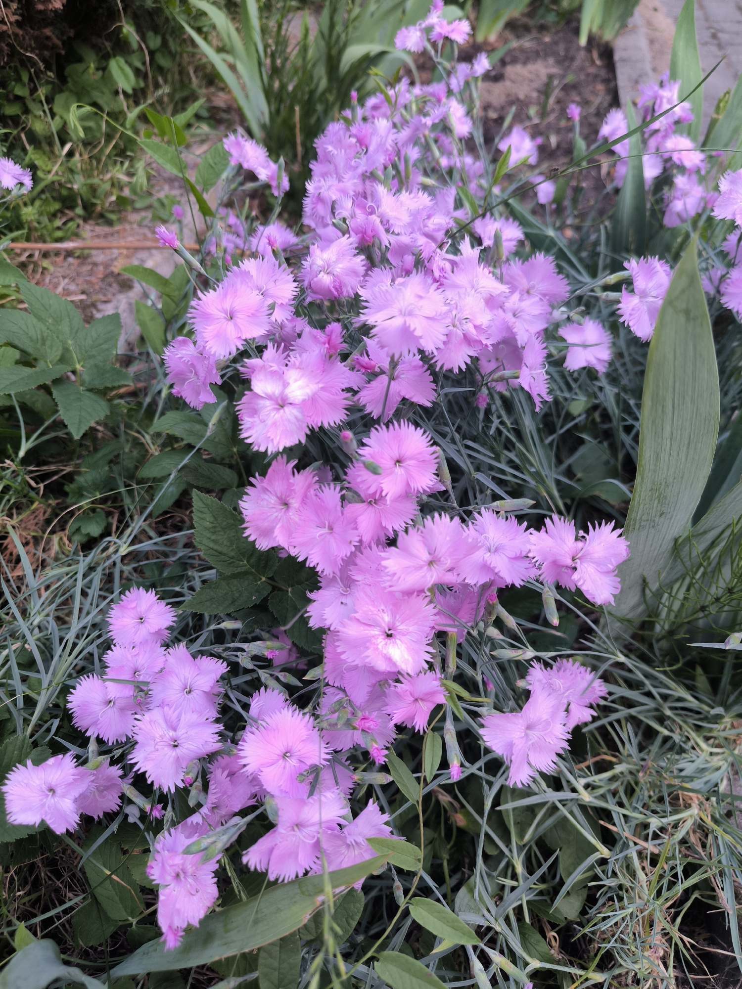 A cluster of delicate, bright pink dianthus flowers is the primary subject of this image. The flowers have serrated petals and are densely packed, forming a vibrant mass. They are surrounded by thin, grass-like green foliage, some of which appears silvery or greyish. In the background, blurred green leaves and a hint of a wooden surface suggest an outdoor garden setting. The lighting is soft, indicating it might be overcast or late afternoon. The scene is devoid of human presence or any visible animal life. The context of Laskino, Russia, is not visually discernible from the image itself; it is an external piece of information.