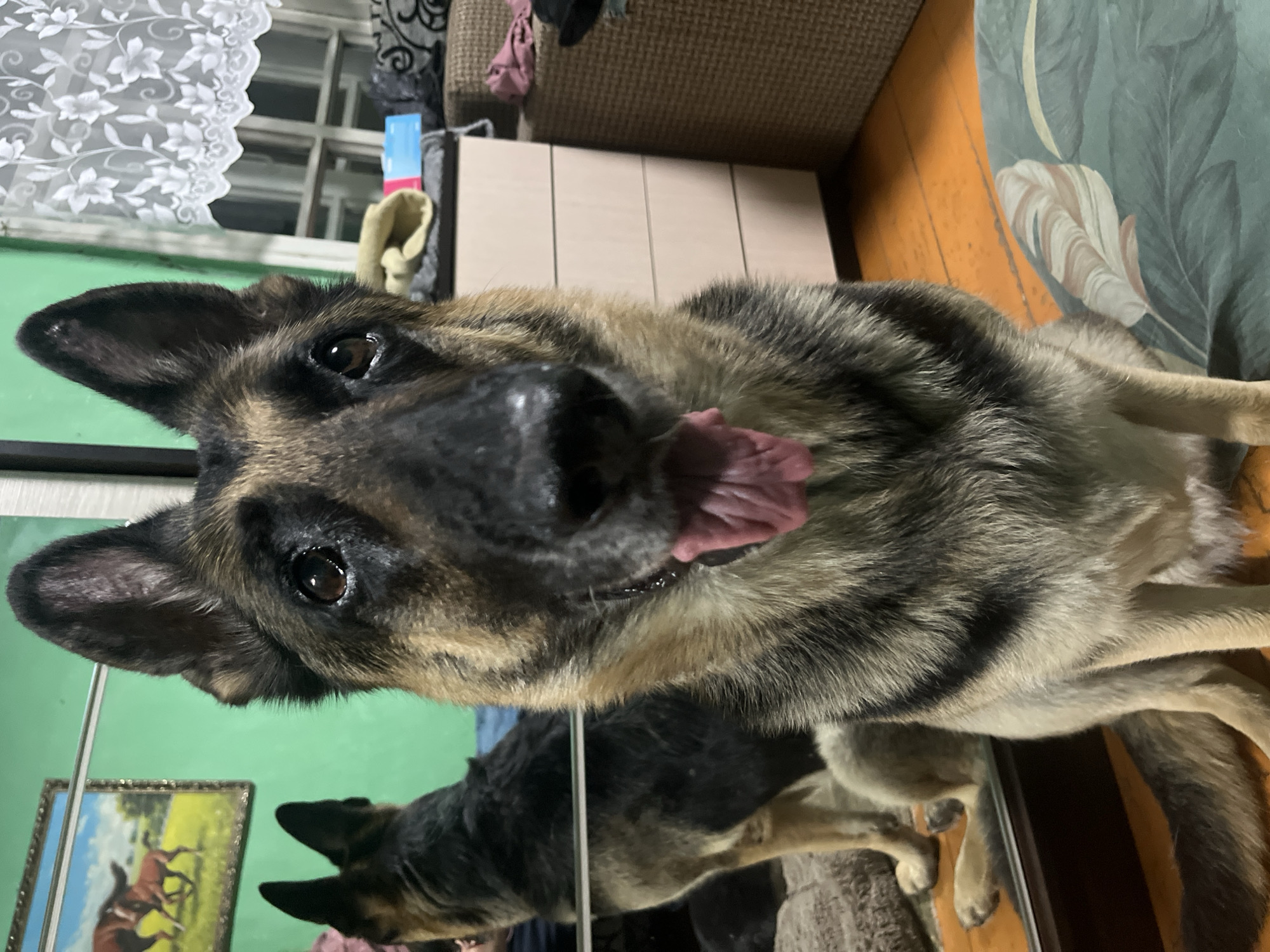 A German Shepherd dog is sitting on a patterned rug in front of a mirror in a room. The dog is facing the camera with its tongue hanging out. In the mirror, another German Shepherd is visible, appearing to be lying down. The room has green walls, wooden floors, and a dresser with several drawers. A framed painting of horses hangs on the wall. Curtains are visible on a window in the background. The scene suggests an indoor setting, possibly a residential room in Nizhny Tagil, Russia, given the context provided.