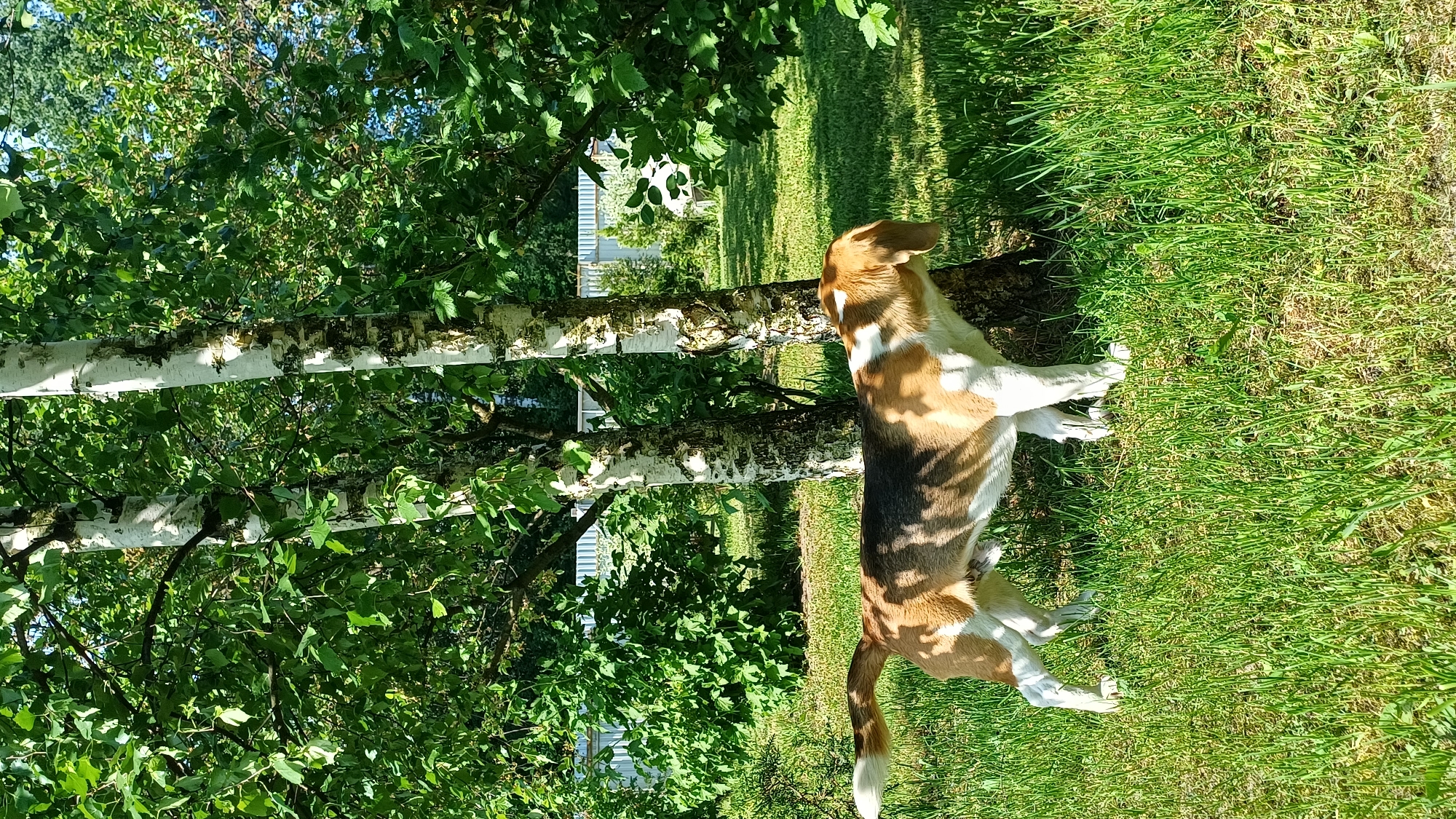 A medium shot of a beagle in a grassy area in Timokhovo, Russia. The dog has brown, white, and black fur and is standing near the trunk of a birch tree. The sun is shining brightly, casting shadows on the grass and leaves. In the background, there is a glimpse of a white fence.