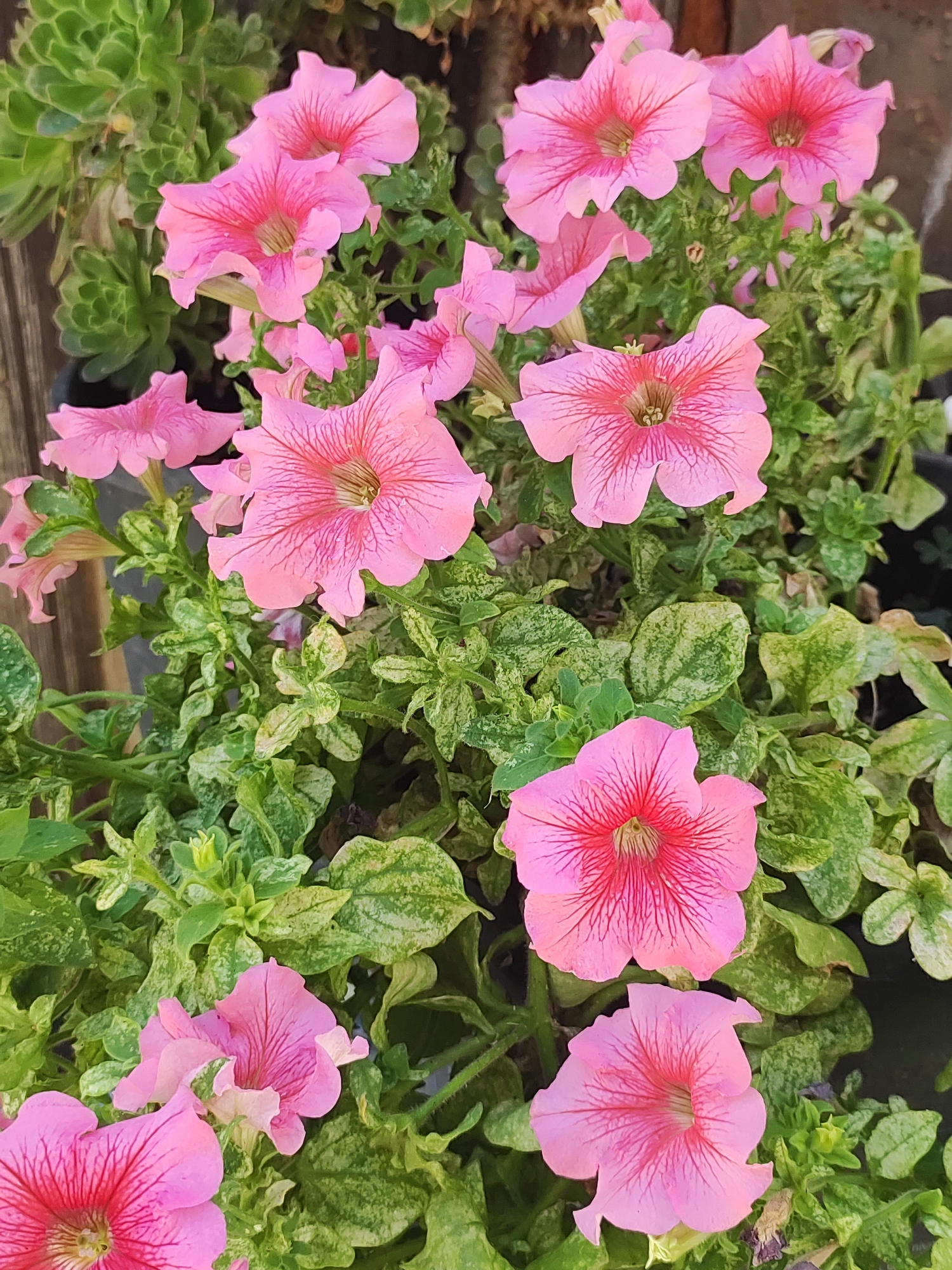 The image displays a close-up view of several bright pink petunia flowers with deep pink veining. The flowers are in various stages of bloom, with some fully open and others partially unfurled. They are nestled amongst lush green foliage, some of which appears variegated with lighter green and yellow patches. In the background, out of focus, are hints of succulents with thick, green leaves and a textured brown surface that could be a wooden fence or wall. The overall impression is of a vibrant, well-maintained garden setting, likely in Lumbrales, Spain, given the information provided. There are no people or animals visible in the image. The lighting suggests it is daytime.
