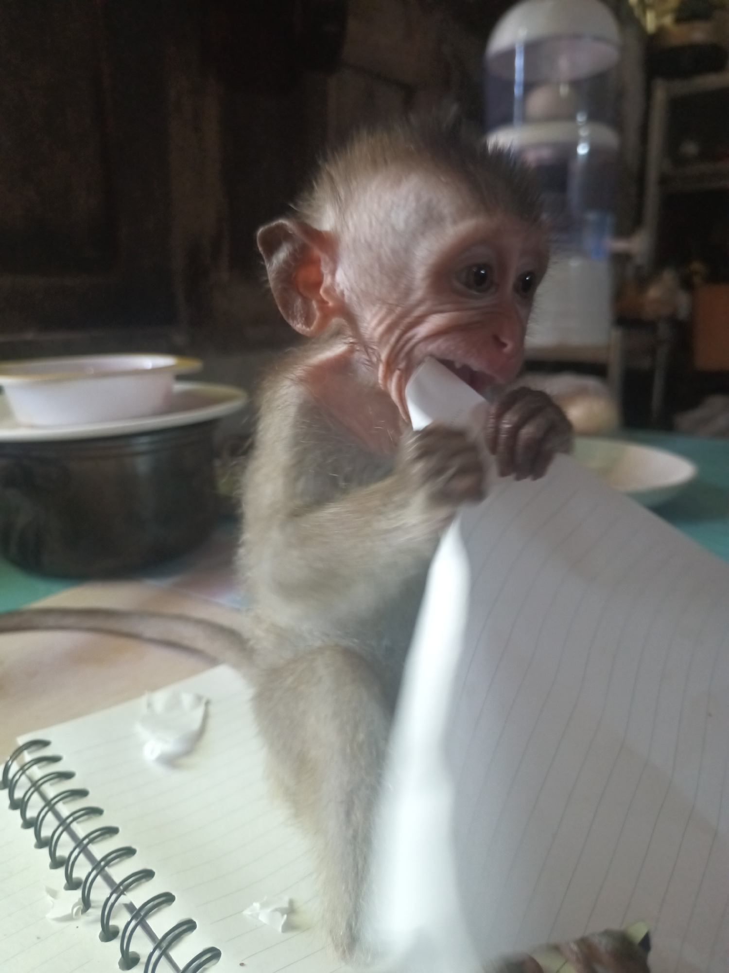 A monkey is sitting on a notebook, tearing and chewing on a piece of paper. The notebook has a black spiral binding. In the background are various items on a table, including bowls and a water dispenser. The location is identified as Baan Thong Nang, Thailand.