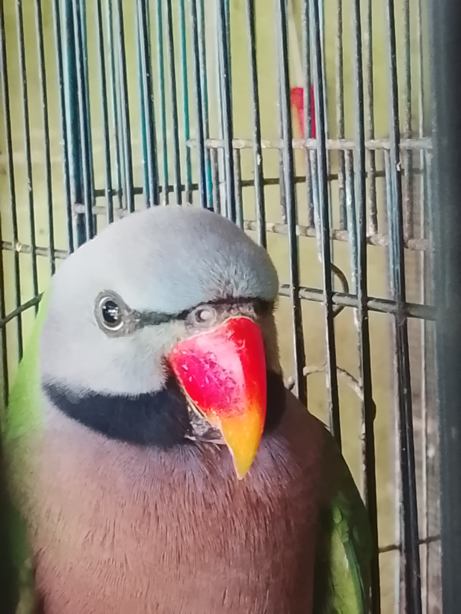 A close-up, eye-level shot shows the head and upper body of a vibrantly colored parrot inside a cage. The parrot's head is a light gray, with a black band around its neck. Its beak is large and bright red with a yellow tip, and its eye is dark with a visible pupil. Green feathers are visible on its left side. The cage bars are thin and dark, with a blurred yellow background visible through them. A small red object is also visible through the bars in the background. The image appears to be taken in Kuta Trieng, Indonesia.