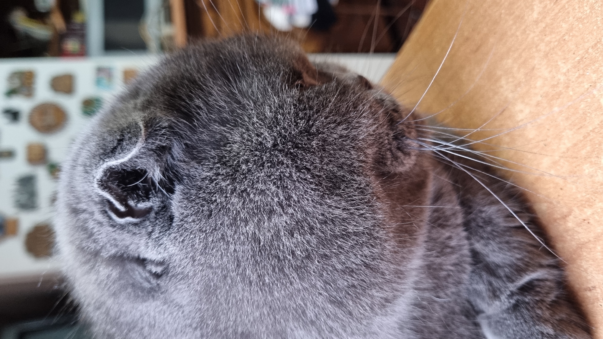 A close-up, side profile shot focuses on the head of a grey cat. The cat's fur is thick and soft, with some lighter grey hairs intermixed. Its ear is folded over, a characteristic of Scottish Fold cats, and its whiskers are long and prominent. The cat is resting its head on a light brown, wooden surface, possibly a table. The background is blurred, showing hints of shelves with various objects and some white shelving units. The setting appears to be indoors, in a residential environment. The image does not provide any specific geographical information to place it in Vysokoe, Russia.