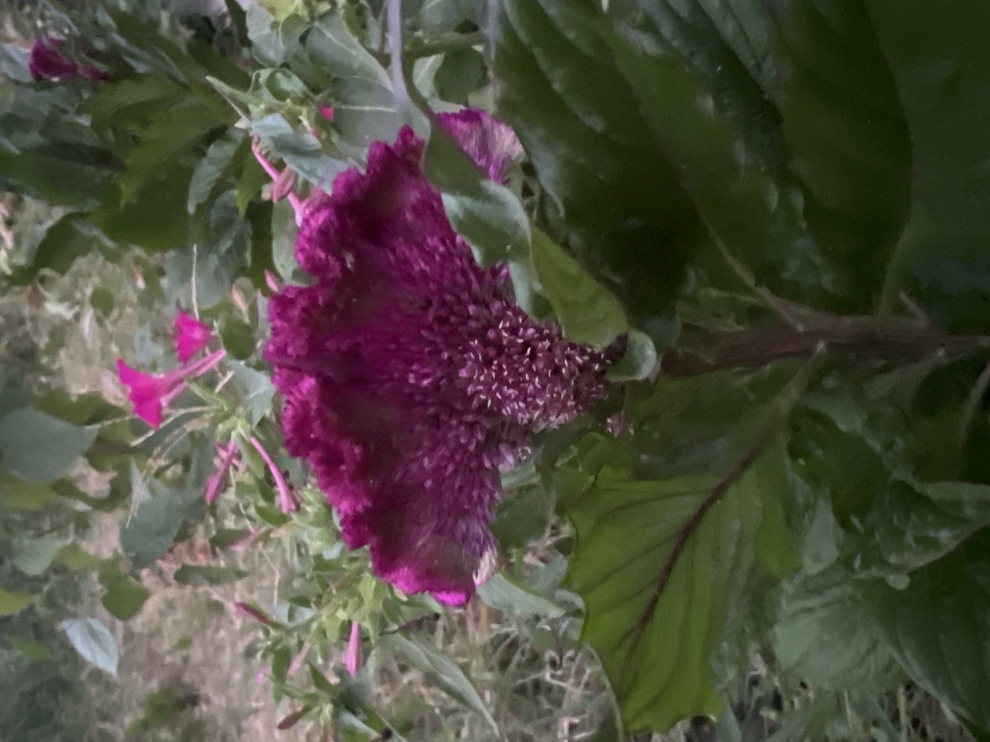 The image shows a close-up of a magenta celosia flower with its ruffled, velvety petals. The flower is surrounded by lush green leaves, some of which have reddish veins. In the background, out-of-focus, are other plants with smaller pink flowers and green foliage. The lighting suggests it might be late afternoon or early morning. The image does not contain any information that would allow for its location to be identified as Tashkent, Uzbekistan or any other specific city.