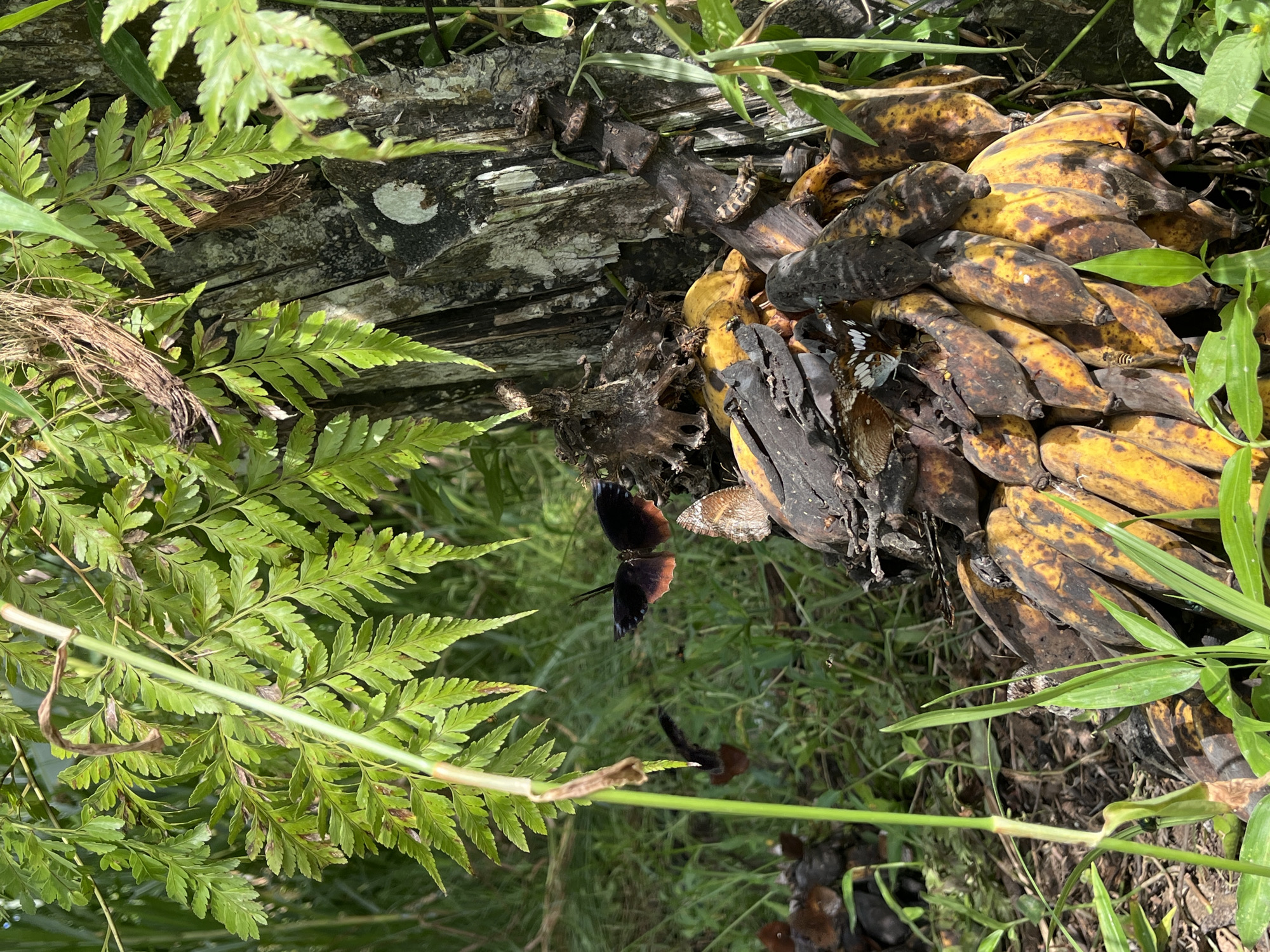 In Ban Tung Ruea, Thailand, a cluster of overripe bananas, showing significant browning and blackening, lies at the base of a weathered tree trunk. Several butterflies are present, with one prominent dark butterfly with reddish-orange markings on its wings in flight. Another butterfly, lighter in color with intricate patterns, rests on the bananas. The environment is lush and green, with ferns and other vegetation surrounding the scene.