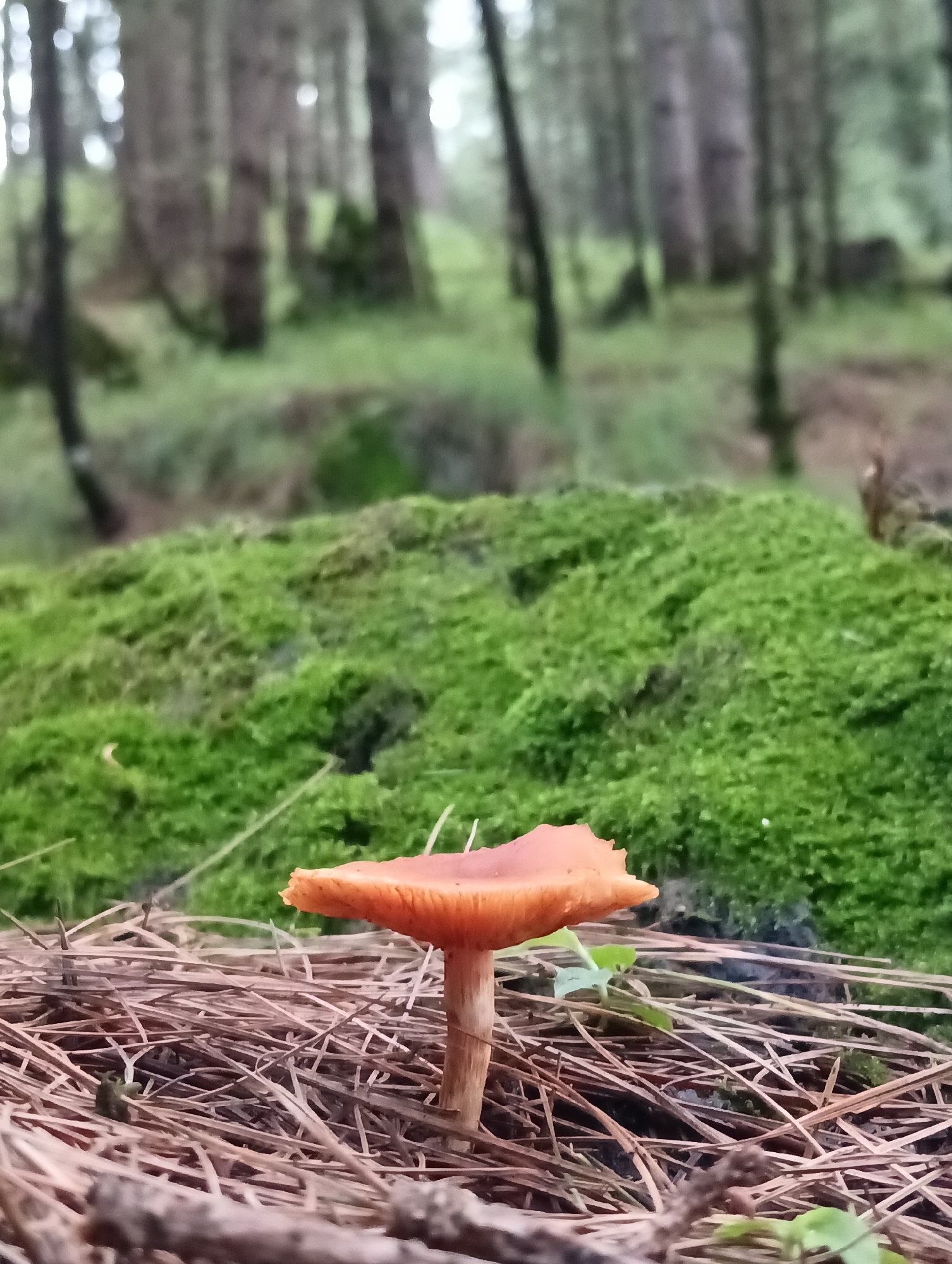 An orange mushroom with a broken cap stands in a forest on a bed of pine needles. The mushroom is in focus, while the background, consisting of moss-covered ground and trees, is blurred. The image does not provide any information about the location in the city of Chhyal, India.