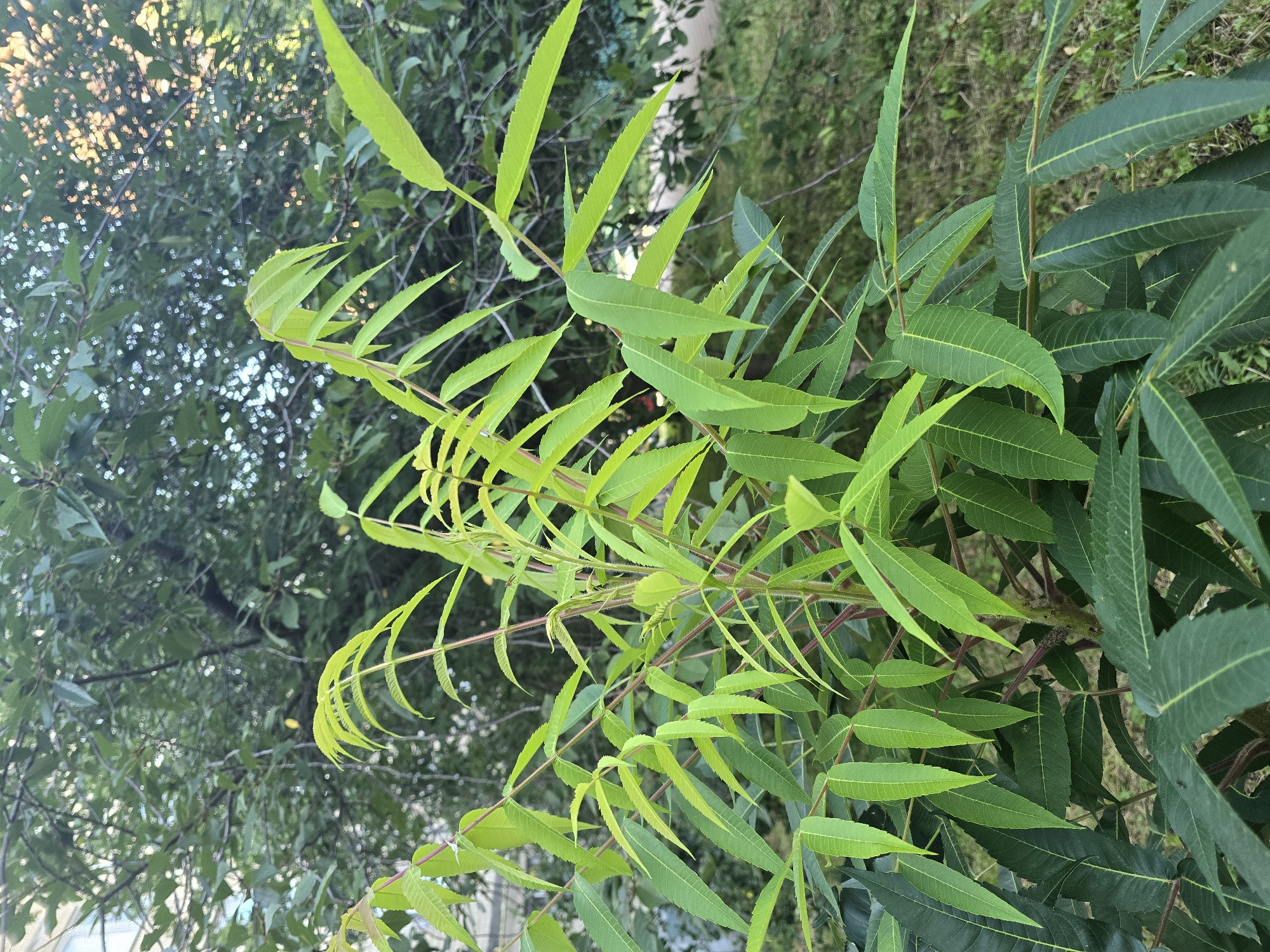 A close-up shot captures a plant with vibrant green, serrated leaves and reddish stems. The plant is in focus, with a blurred background of trees and foliage, suggesting an outdoor setting. The lighting appears natural, casting soft shadows and highlighting the textures of the leaves. The overall impression is one of natural growth in an urban environment, possibly a park or backyard in Vyshneve, Ukraine.