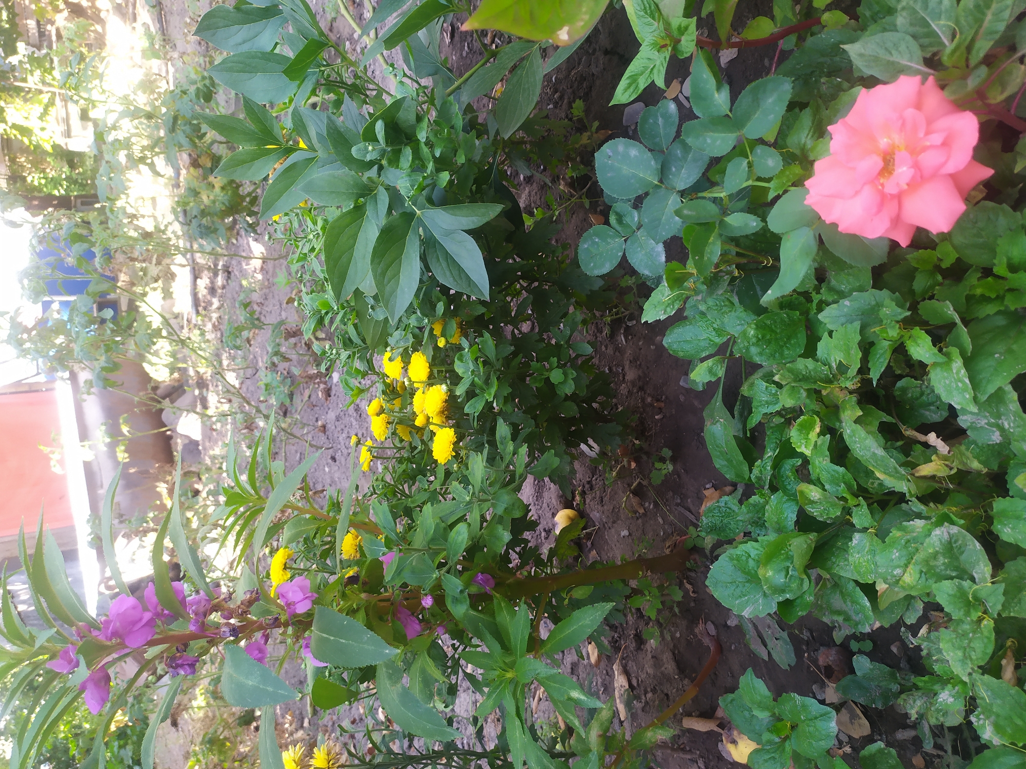 The image depicts a close-up view of a garden with various plants and flowers. In the foreground, a single pink rose is in bloom. Behind it, a variety of green leafy plants are visible. Further back, there are clusters of small yellow flowers and a plant with tall stems bearing purple flowers. The ground appears to be soil, with some fallen leaves and twigs. In the background, structures and vegetation are out of focus, suggesting an outdoor urban setting. The lighting indicates it is daytime, possibly late afternoon, with sunlight filtering through the foliage. The image does not contain any people or animals. The location is identified as Kara-Balta, Kyrgyzstan.