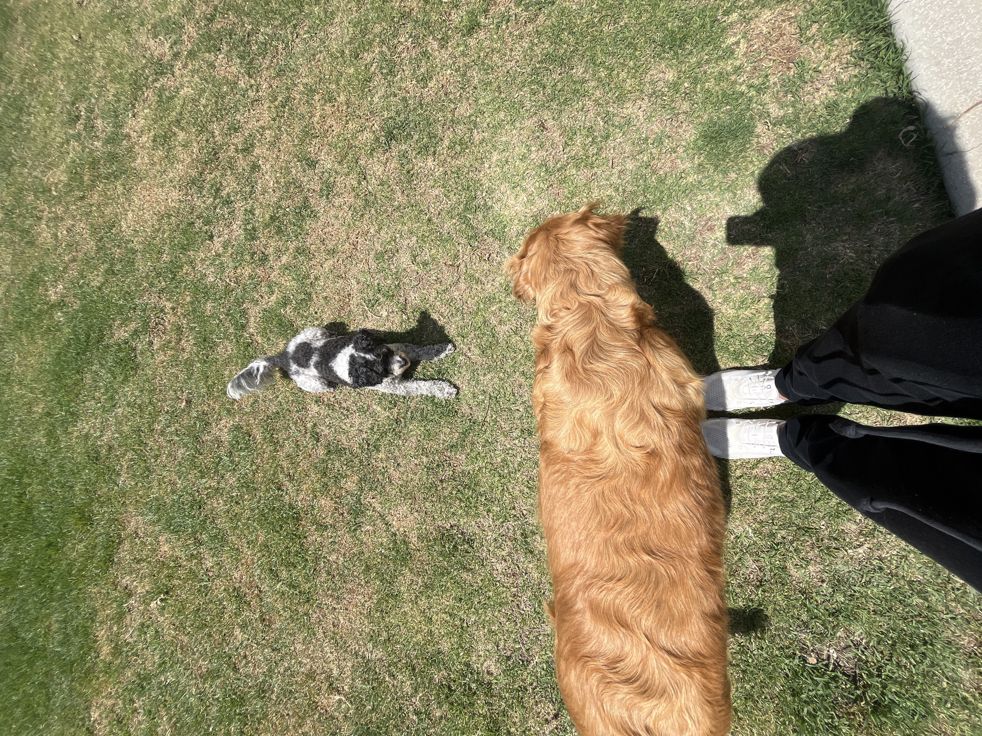 A high-angle shot captures a grassy lawn with two dogs and a person standing. One dog is a medium-sized, golden-brown breed. The other dog is smaller, primarily black and white, and lying down. A person wearing black pants and white shoes is standing near the golden dog, casting a shadow. The scene appears to be outdoors during the daytime. The location is Barrio de Nuevo León, Mexico.
