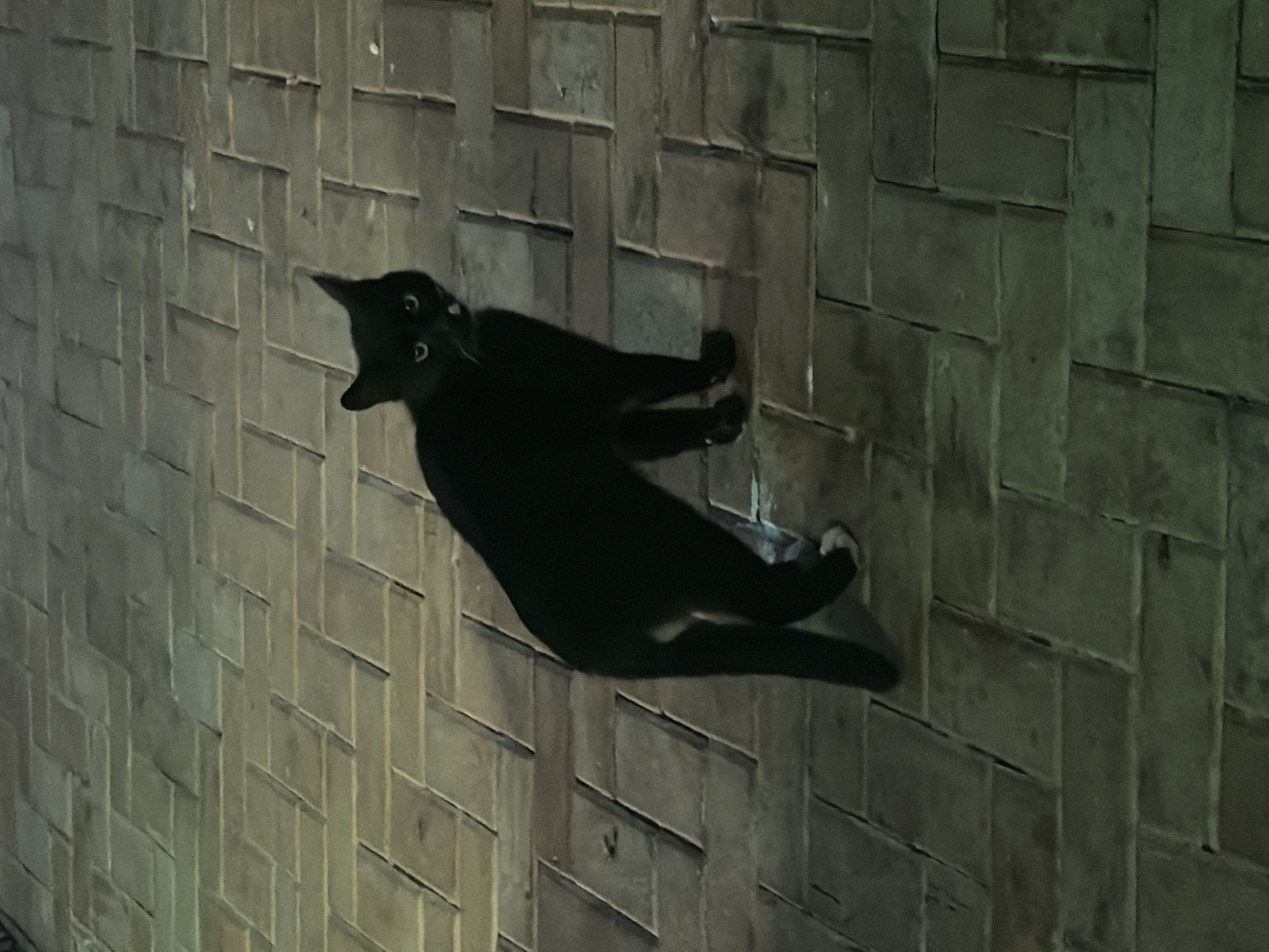 A black cat with white paws stands on a brick patio. The cat is facing the camera with its mouth slightly open, revealing a small pink tongue. The cat's eyes are open and appear to be a light green color. The brick patio is laid in a herringbone pattern and appears to be slightly wet, reflecting the ambient light. The scene is dimly lit, suggesting it is nighttime or indoors with low lighting.