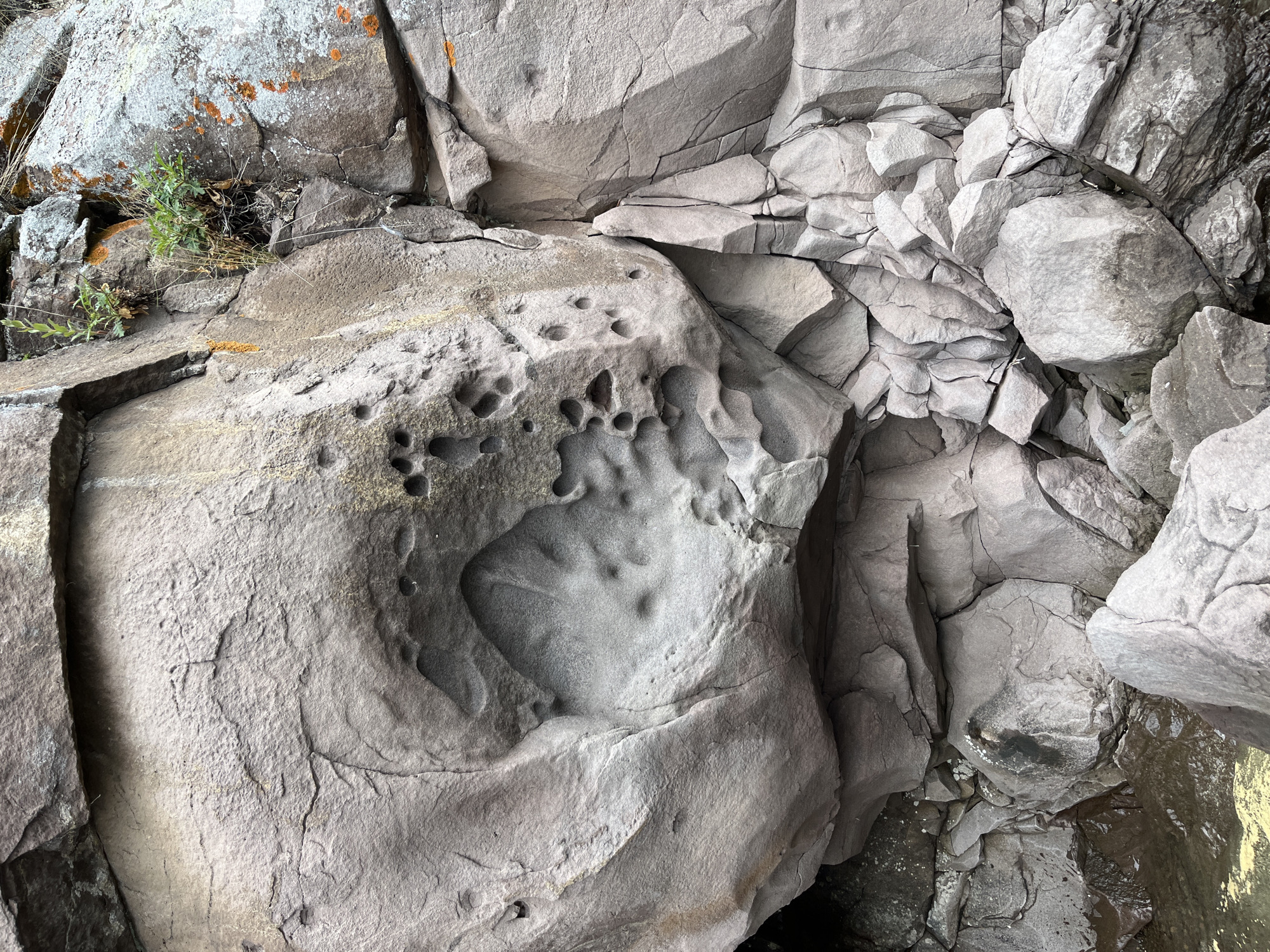A close-up, eye-level shot captures a section of a rocky cliff face, likely composed of weathered volcanic rock given its pitted texture and numerous cavities. The rock exhibits various shades of gray, with some areas tinged with yellow and orange from lichen or mineral deposits. The surface is heavily textured, with deep fissures, rounded indentations, and a large, almost cavernous depression on the left side of the frame. This depression has a distinct, hand-like imprint or pattern within it, formed by smaller, circular pits. Scattered across the rock are many smaller, circular holes, indicative of natural erosion or perhaps fossilized burrows. Small green plants and dried grasses sprout from crevices near the top right of the image, suggesting a natural, outdoor environment. The base of the cliff appears to lead down to a body of water, with some wet, submerged rocks visible at the bottom edge of the frame. The scene is devoid of any human presence or activity. The overall impression is one of natural geological formations, showcasing the erosive power of time and elements. Based on external information, this geological formation is located on the coast of the Sea of Japan in Sovetskaya Gavan', Russia.