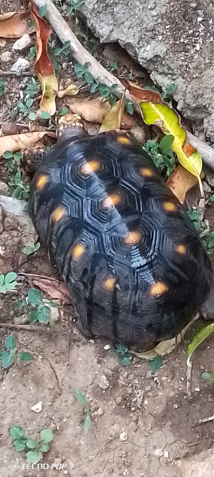 A terrestrial tortoise is resting on the ground near some dry leaves and small green plants. The tortoise has a dark shell with yellow markings. The ground is composed of dirt and small stones, with a large rock formation visible in the upper right corner. A dry branch is also present, crossing diagonally from the upper left to the center of the image. The scene is outdoors and appears to be in a natural or semi-natural environment. There is no indication of the city of Altagracia, Venezuela, within the image itself.