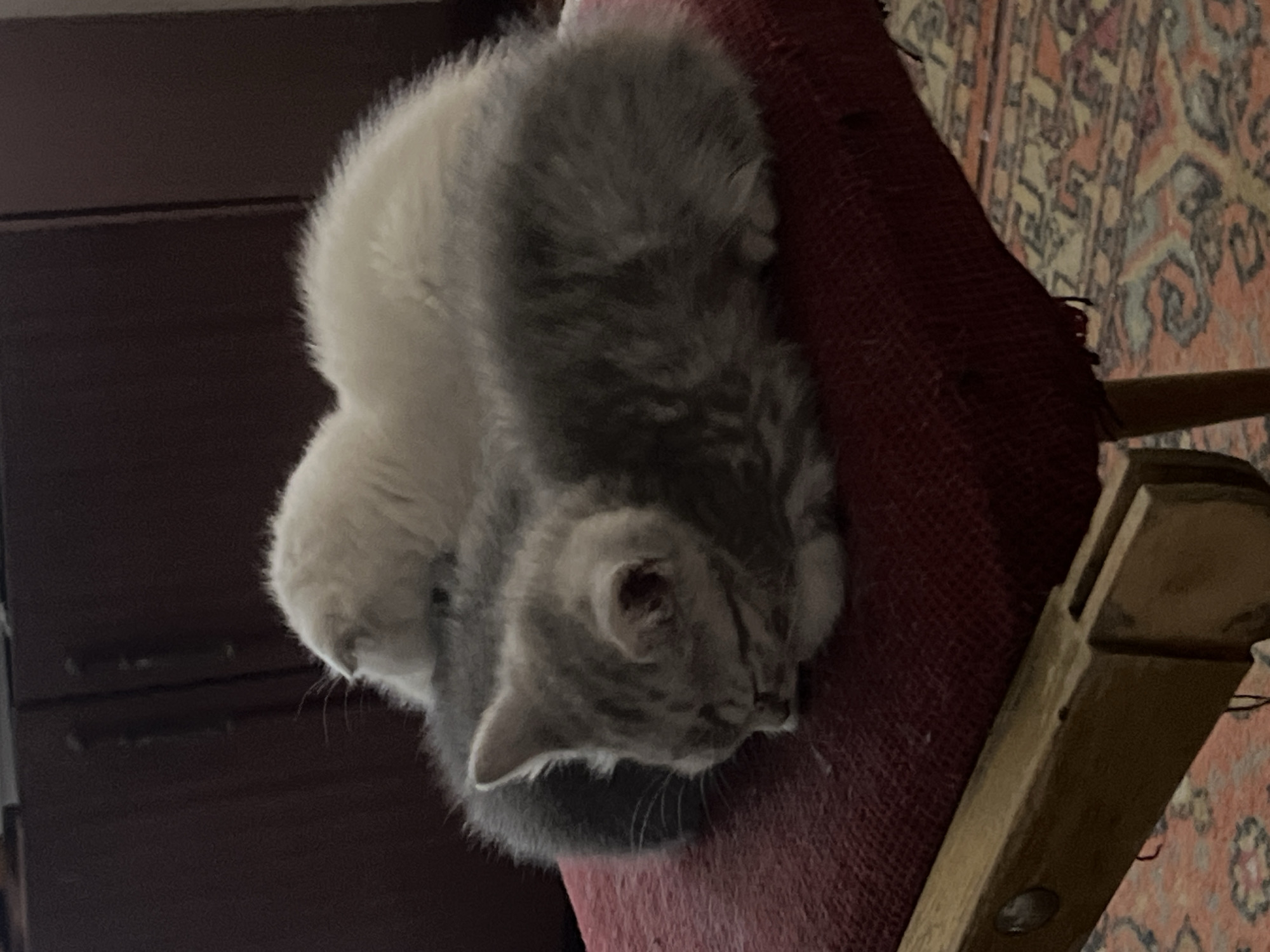 Three kittens are sleeping in a pile on a red cushioned chair. The kitten in the front is grey and white tabby. Behind it is a dark grey kitten, and on top of them is a white kitten. The chair has wooden legs and is placed on a patterned rug. The background shows a dark wooden cabinet.