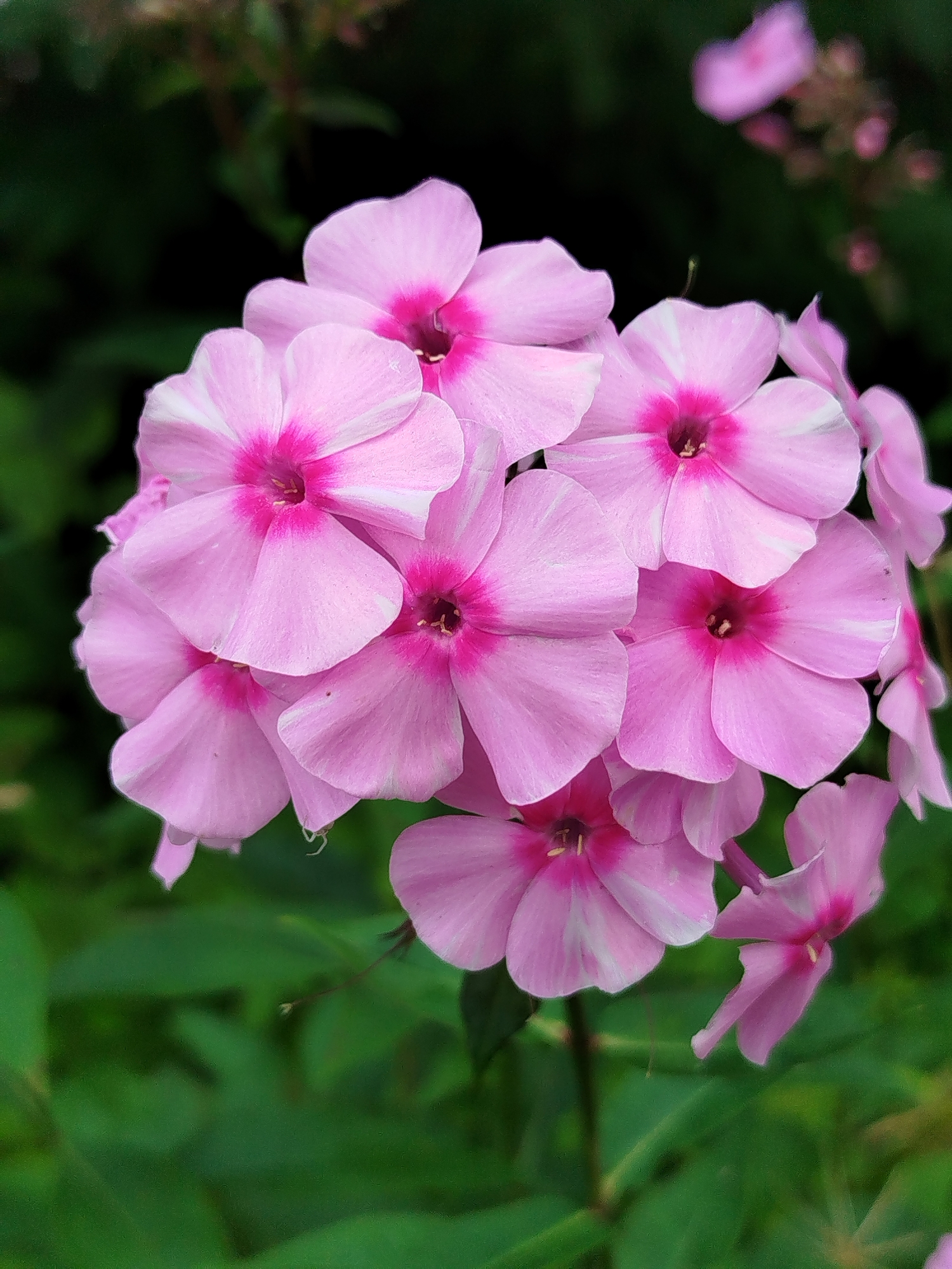 A cluster of vibrant pink phlox flowers is in sharp focus against a blurred dark green background. The flowers have five petals each, with a deeper pink hue radiating from the center. Some petals have delicate white stripes. The overall impression is one of natural beauty and lushness, suggesting a garden setting. The image does not contain any people or visible signs of urban structures. It is not possible to determine the location in Чкаловское Снт, Russia from the visual information provided.