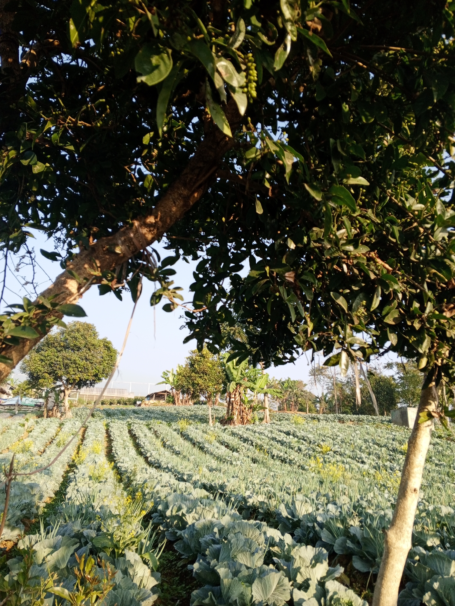 This image shows a field of cabbage crops in Pelwehera, Sri Lanka. The field is laid out in neat rows, with some yellow flowers blooming among the cabbage plants. Two large trees with lush green leaves are in the foreground, partially obscuring the view of the field. The sky is clear and blue, indicating a sunny day. In the background, there are other trees, some buildings, and what appears to be a greenhouse or agricultural structure. The overall scene depicts a rural agricultural setting.