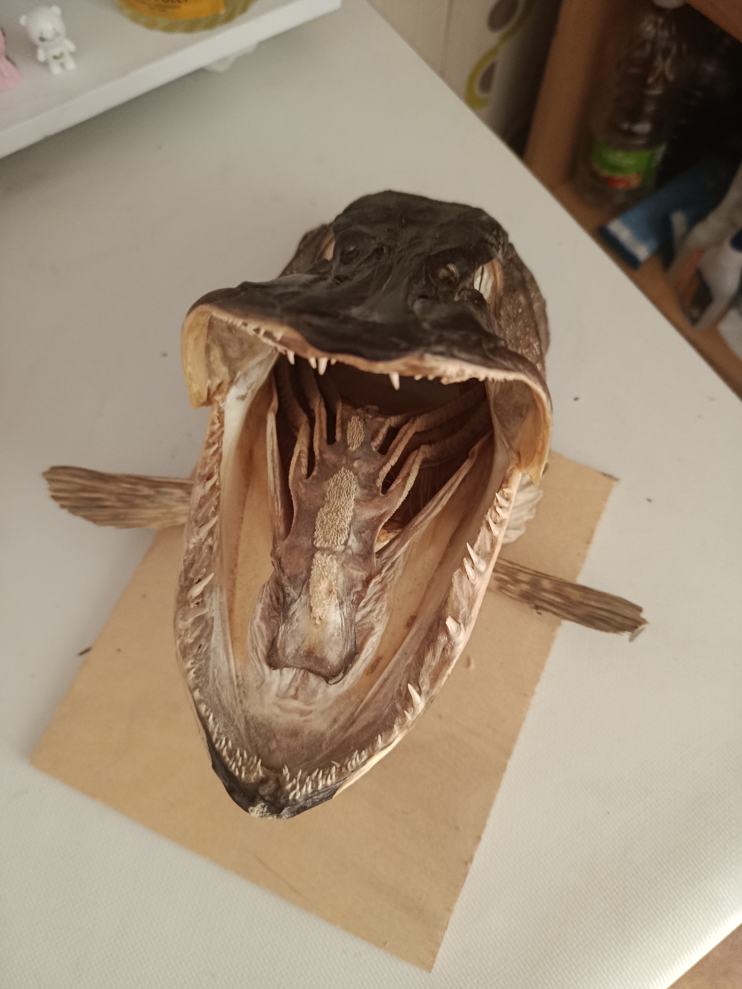A taxidermied fish head is positioned with its mouth agape on a light-colored surface, possibly a table. The fish head is dark brown and appears dried. Its jaws are wide open, revealing sharp, pointed teeth lining the upper and lower jaws, as well as rows of smaller, backward-pointing teeth on the roof of its mouth. Two wooden sticks protrude from either side of the fish's neck, likely used to prop open its mouth. The fish head rests on a piece of light brown cardboard. In the background, a blurred shelf is visible with some items, including a small white bear figurine and a glass bottle. The overall setting appears to be indoors.