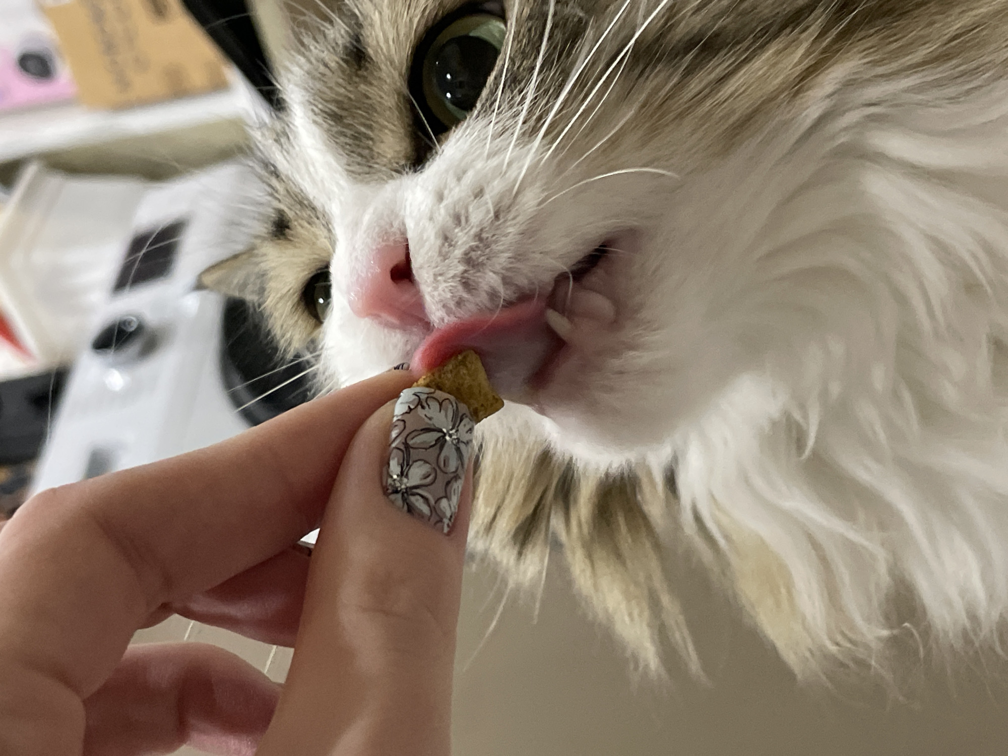 A close-up, high-angle indoor shot shows a human hand holding a square-shaped piece of food towards a cat's mouth. The cat, primarily white with light brown and grey markings, is licking the food with its pink tongue. The cat's eyes are visible, appearing green. The human hand has a light skin tone and a decorated nail with a black and white floral design. The background is blurred, but appears to contain a white object with black details. There is no indication of this picture being taken in Izhevsk, Russia.
