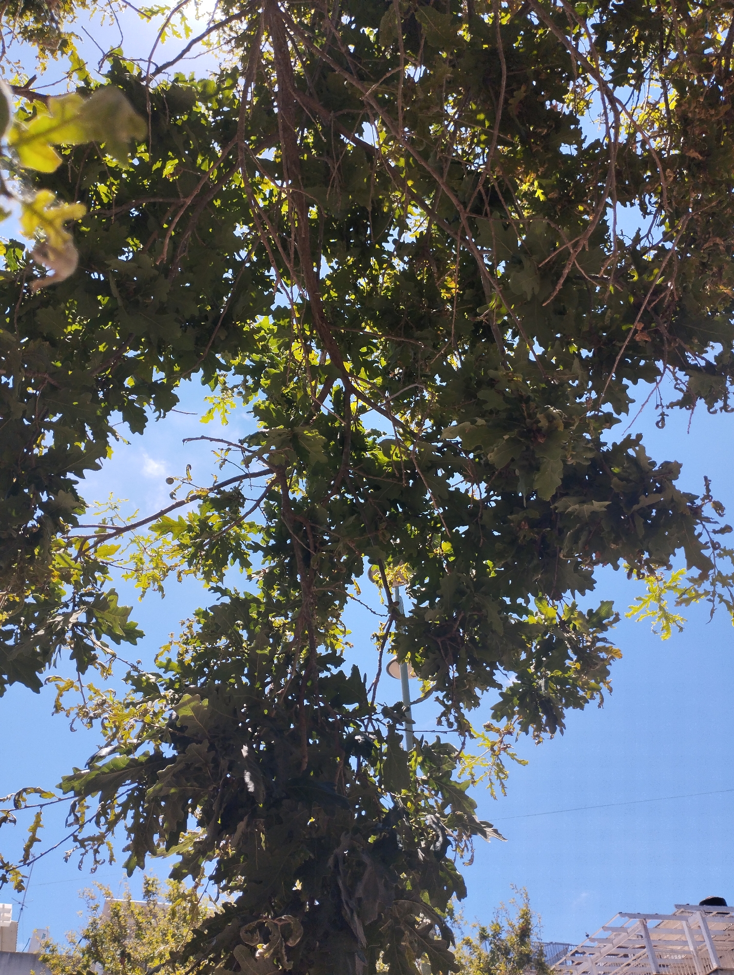 This is a downward-facing, wide-angle shot of a large tree canopy against a clear blue sky. The tree has dense green leaves and numerous branches, some of which are bare. Sunlight filters through the leaves, creating dappled light and shadows. In the background, glimpses of buildings and other trees can be seen, suggesting an outdoor, possibly urban or suburban, setting. The time of day appears to be daytime, given the bright sunlight. There is no visible text in the image.