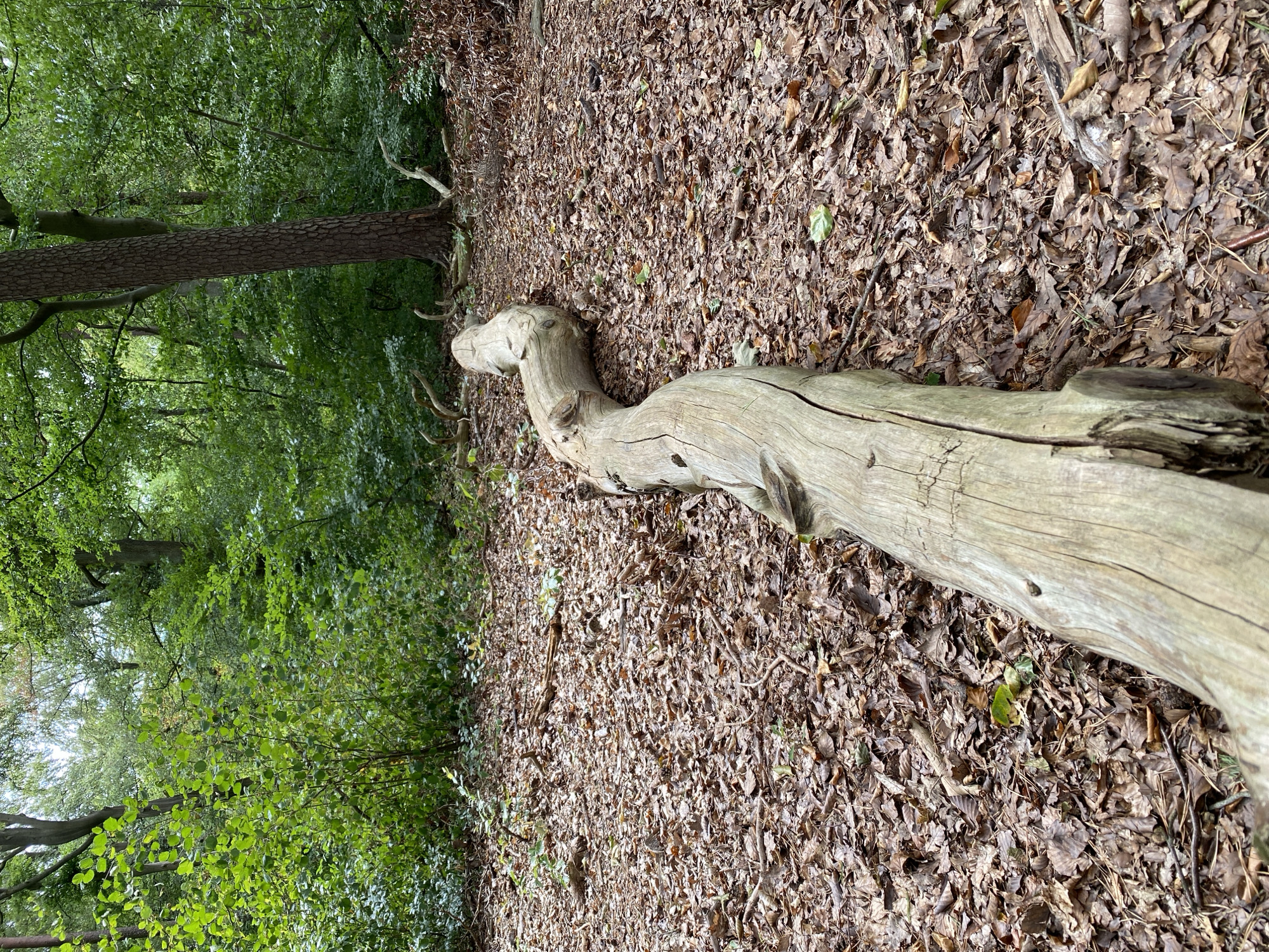 A fallen, weathered log with a distinctly curved shape lies across a forest floor covered in a thick layer of brown leaves and pine needles. The log is light gray and shows significant texture from age and exposure. In the background, dense green foliage from trees and undergrowth creates a natural forest environment. The scene appears to be in a forest area, likely a park or wooded section within or near Altenkirchen, Germany, given the context. No people or animals are visible. The lighting suggests an overcast day.