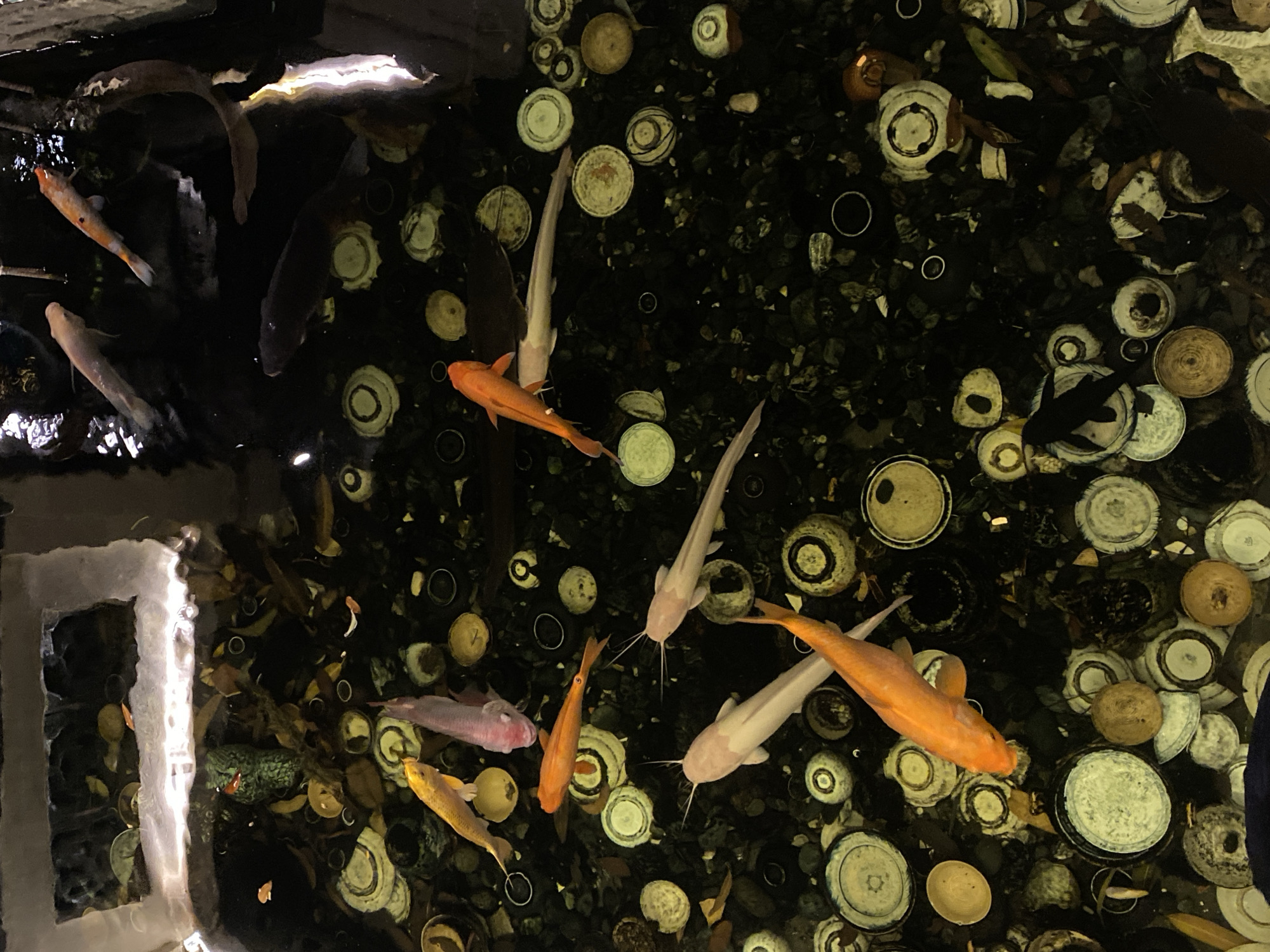 The image depicts an overhead view of a koi pond, possibly in Da Nang, Vietnam, given the context. The pond's bottom is covered with gravel and numerous decorative, circular ceramic objects, some appearing like stacked plates or bowls, with intricate patterns and varying shades of white, yellow, and brown. Several koi fish are visible swimming in the dark water. The fish display a range of colors including vibrant orange, pale pink, white, and a dark, almost black variety. The lighting creates reflections on the water's surface, obscuring parts of the pond and adding a sense of depth. The overall scene is one of a tranquil, decorative aquatic environment.