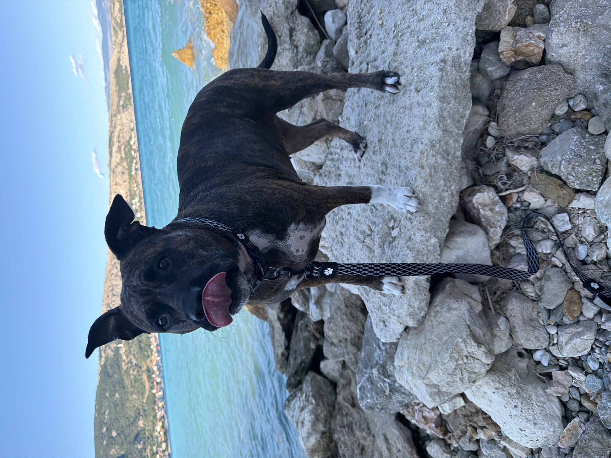 A brindle pit bull terrier stands on a rocky shoreline in Općina Baška, Croatia. The dog, with its tongue extended, looks directly at the camera. The dog is wearing a black collar and a black and white patterned leash. The water is a clear turquoise blue and a distant town is visible on the hilly coastline. The sky is a bright blue with a few white clouds. The rocks in the foreground are light gray and tan.