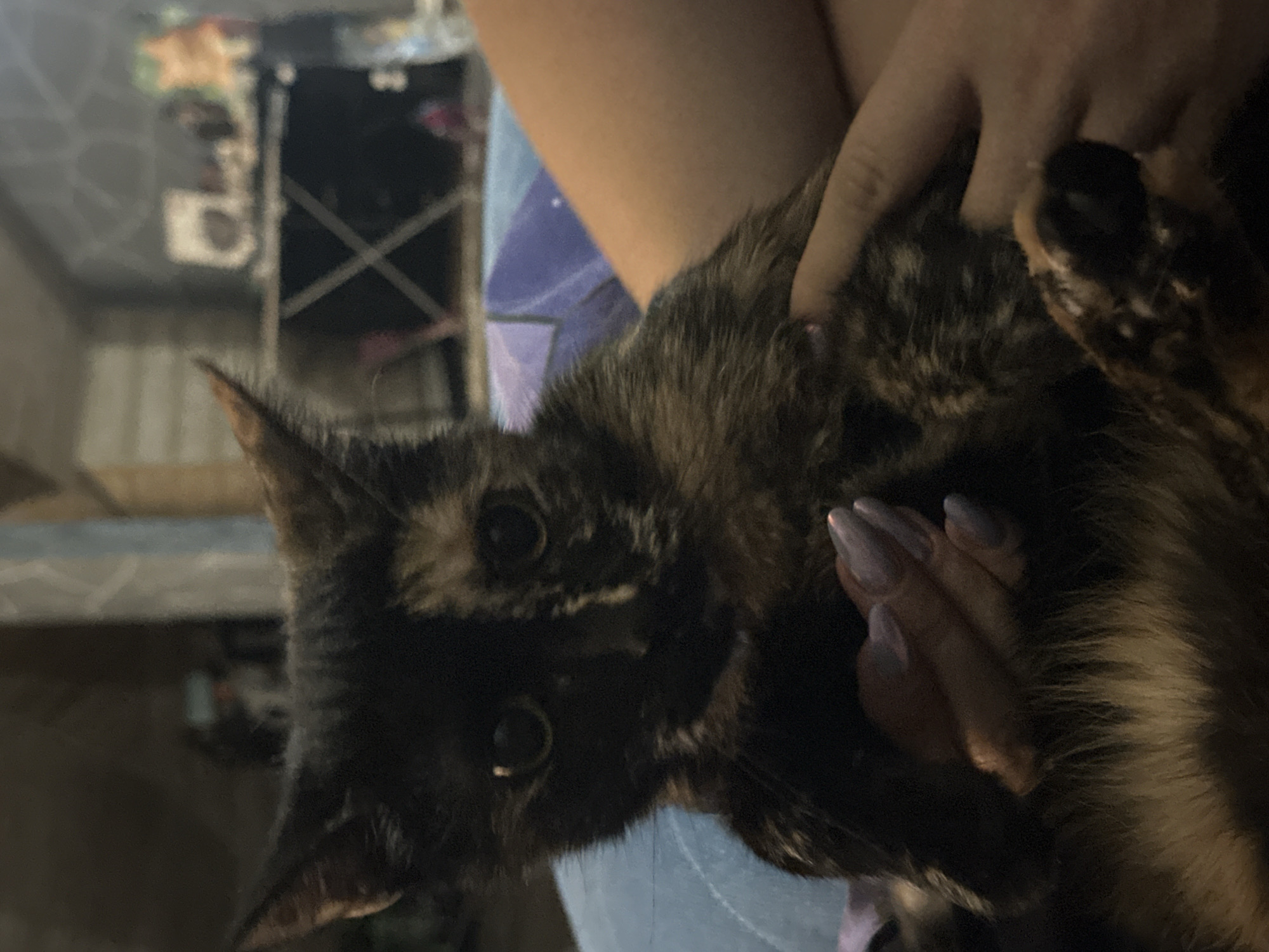 The image shows a close-up of a tortoiseshell kitten being held by a person's hands. The kitten is dark brown and black with patches of lighter brown and orange. Its eyes are large and round, and it appears to be looking directly at the camera. The person's hands are visible, one holding the kitten's body and the other resting on its back. The person's fingernails are painted a light purple color. The background is blurred but appears to be an indoor setting with some furniture and possibly a window. There is no visible indication of the location being in the city of Virki, Russia.