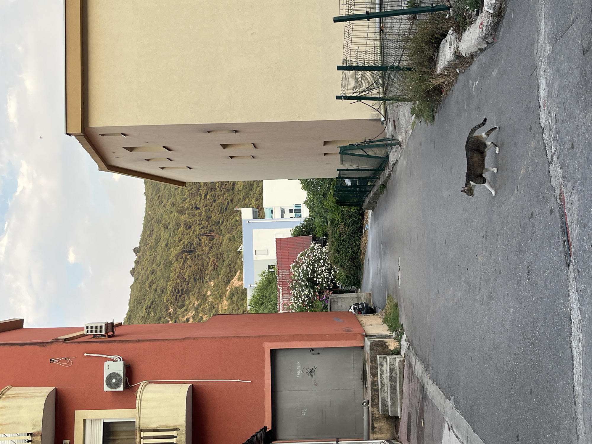The image captures a street scene in Budva, Montenegro, with a cat walking on the asphalt. The cat, a tabby with white paws and chest, is the main subject in the foreground. To the left of the street, a tall, light beige building occupies a significant portion of the frame, its flat underside with recessed rectangular openings visible. Below this, a vibrant red building with a metal garage door adorned with graffiti is present. Above the red building, an air conditioning unit is mounted on the wall.
In the background, a lush, green hillside rises, with several buildings interspersed among the trees. One building is white with blue accents, and another appears to have a red tiled roof. A flowering tree with white blossoms adds a touch of color to the scene. A wire fence runs along the top of a retaining wall, separating the street from overgrown vegetation and rocks. The sky is partly cloudy, suggesting it could be daytime. The overall impression is of a residential area with a slightly rugged, natural backdrop.