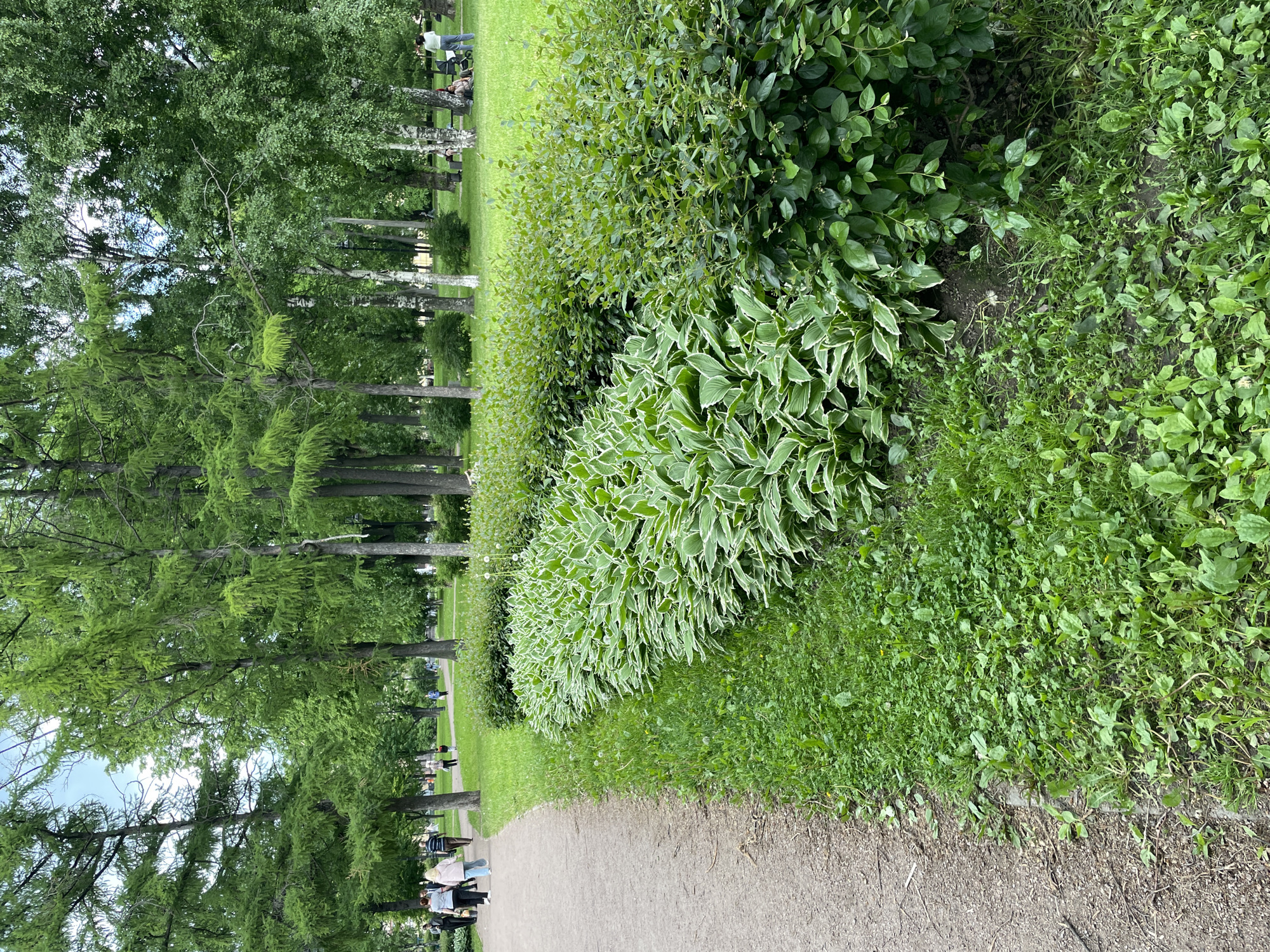 This full-shot photograph depicts a serene park or garden landscape, characteristic of a public green space in Saint Petersburg, Russia. The scene is dominated by lush greenery, a winding dirt path, and scattered individuals enjoying a leisurely day.
In the foreground, a light-colored dirt or gravel path runs diagonally from the lower left towards the upper center, partially bordered by ground cover and soil. Adjacent to the path on the right, a prominent cluster of variegated hostas stands out with their large, green leaves edged in white. Behind these, a variety of other green shrubs and ground cover plants, ranging in hue from light to dark green, fill the rest of the right foreground.
The path extends into the middle ground and background, curving gently through the park. It is lined on both sides by numerous tall trees. Many of these trees exhibit light green, feathery foliage, consistent with larches, while others have denser, darker green leaves. Some birch trees with their distinctive white bark are also visible further in the background.
Several people are scattered throughout the park, indicating a casual activity. Individuals are seen walking along the path in the distance, and others appear to be resting on benches or the grass beneath the trees. The overall ambiance is peaceful and relaxed.
The lighting suggests it is daytime, likely an overcast or partly cloudy day, as there are no harsh shadows, providing soft, diffused illumination across the scene. No discernible text is visible in the image.