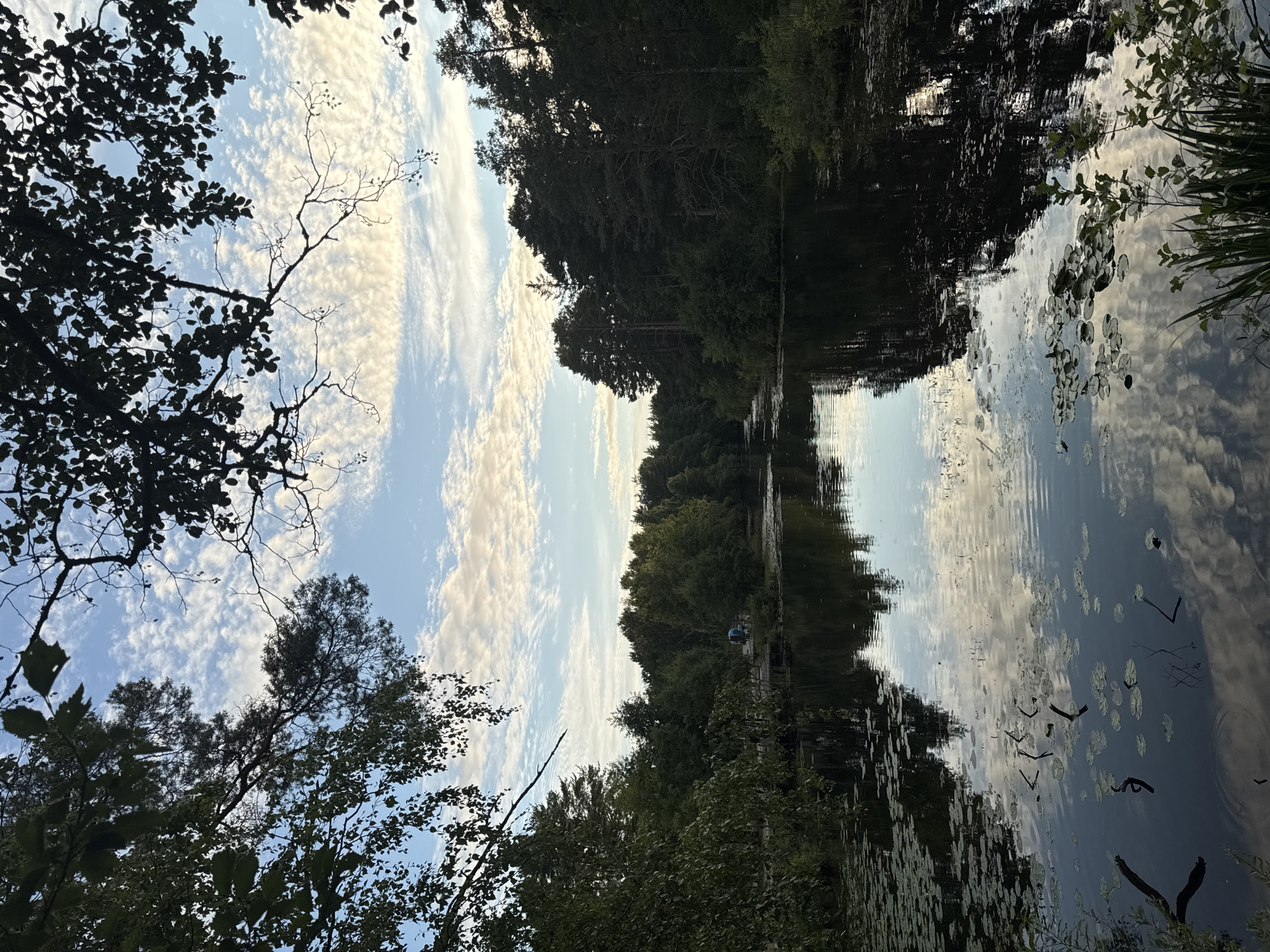 The image shows a calm body of water, likely a lake or river, surrounded by dense green foliage. The water's surface reflects the sky, which is filled with scattered white clouds against a pale blue background. Trees line the banks of the water, with some branches and leaves in the foreground creating a natural frame. Lily pads are visible on the water's surface, especially in the lower half of the image. In the middle ground, a wooden pier or walkway can be seen extending into the water, with a few people visible on it, appearing to be engaged in leisurely activity, possibly fishing or enjoying the view. The overall scene depicts a serene natural landscape within a city, characteristic of recreational areas in Sosnoviy Bor, Russia.