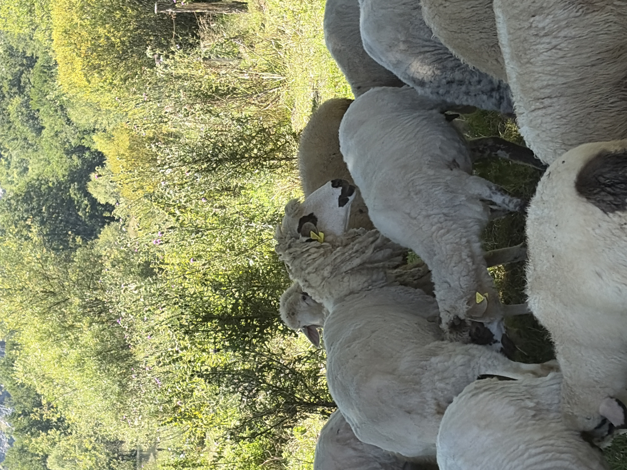 A flock of sheep are grazing in a field in Gusinje, Montenegro, on a sunny day. The sheep are mostly white with some brown markings. They are standing in a grassy area with some bushes and trees in the background. The sheep are close together, and some are interacting with each other. The overall scene is peaceful and pastoral.