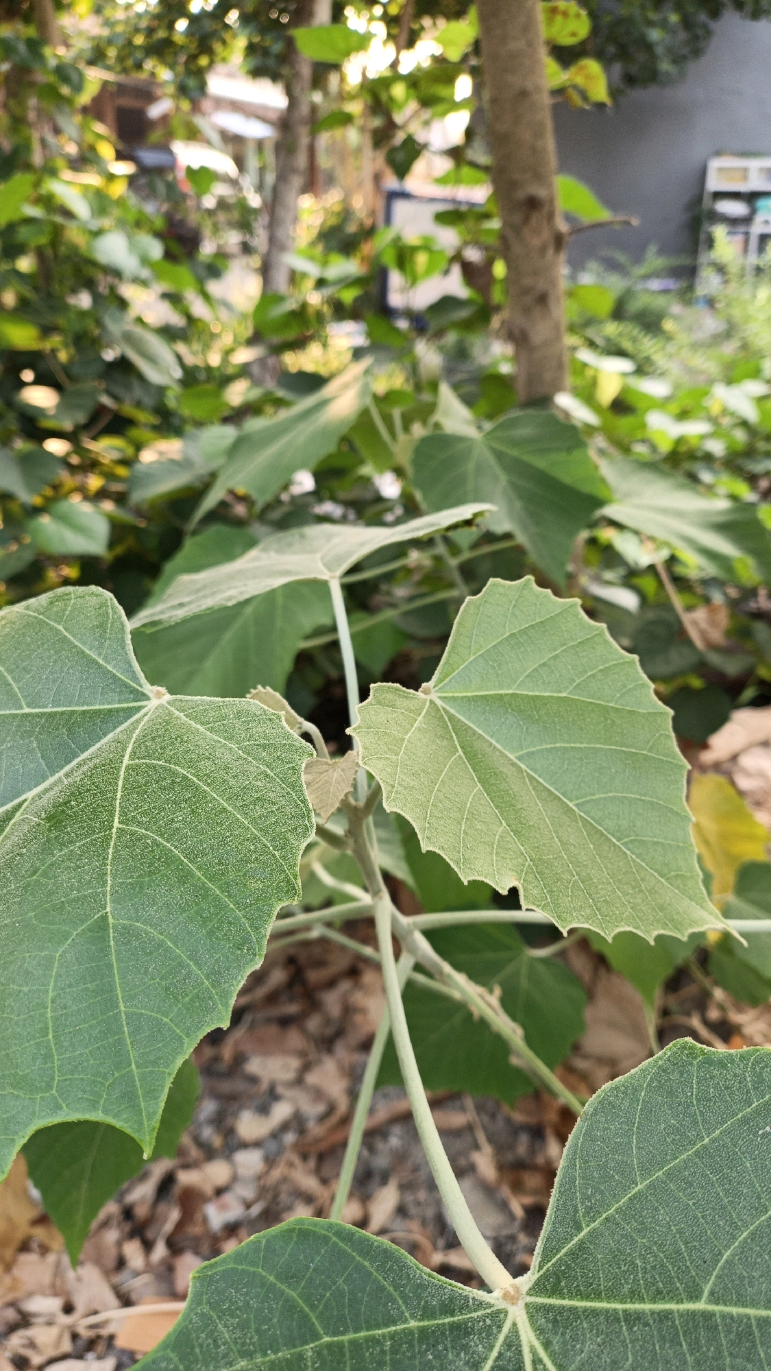 The image shows a close-up of green leaves in what appears to be an outdoor setting. The leaves are broad and have a textured surface with prominent veins. They are positioned in the foreground, with a blurred background of trees, foliage, and possibly some structures. The lighting suggests it is daytime, with sunlight filtering through the leaves. The ground visible beneath the leaves is covered with dry leaves and debris. There are no people or animals visible in the image. The setting appears to be a garden or a natural area within an urban or semi-urban environment, potentially in Cikal, Indonesia, given the context.