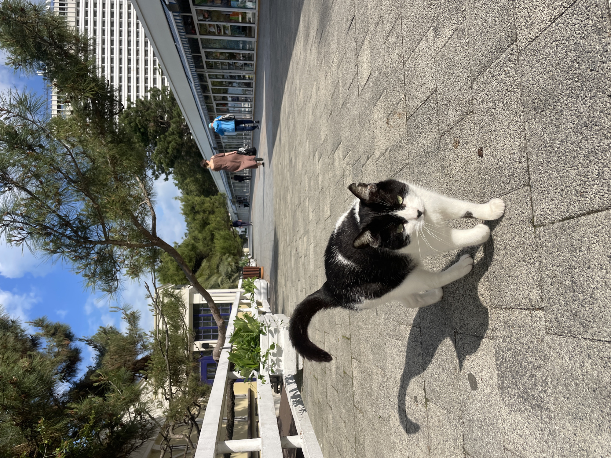 A black and white cat stands on a paved surface in Sochi, Russia. The pavement consists of small, light-grey cobblestone-like stones. The cat faces the upper right, with its head turned slightly to the left, looking at the camera. A white railing runs along the left side of the frame, with green plants and trees behind it. In the background, there are people walking along a walkway near a building with windows. A tall, white building is visible in the upper left. The sky is partly cloudy. The cat casts a shadow on the pavement.