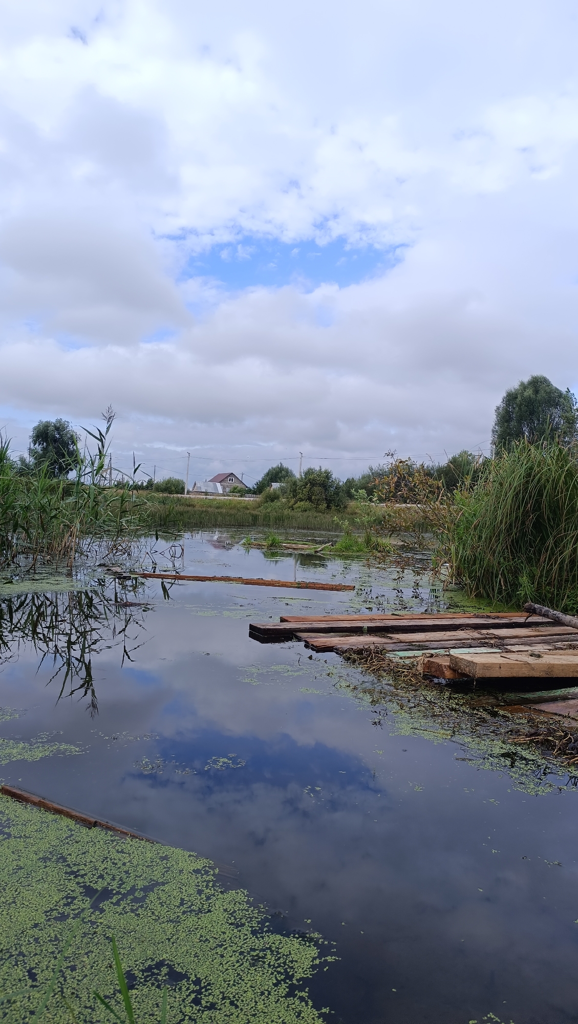 This is a vertical, eye-level shot of a partially overgrown pond with a wooden structure in the foreground. The pond is covered in a thick layer of bright green duckweed, with darker patches indicating deeper water. The surface of the water reflects the cloudy sky, which is a mix of white and grey clouds with some patches of blue sky visible.
In the foreground, a makeshift raft or walkway constructed from rough-hewn wooden planks juts into the water from the right side of the frame. Some of the planks are submerged or partially submerged, and the structure appears weathered. A single, thick wooden log floats horizontally in the water between the raft and the vegetation on the left.
To the left and in the background, tall reeds and grasses grow along the edge of the pond. The reflections of these plants in the dark water are visible. Further back, across a strip of land, several houses with red roofs are visible, nestled among green trees and vegetation. Power lines and poles are also present in the middle ground. The overall environment appears rural. There are no people or animals visible in the image.
The location is identified as the city of Karsha, Russia.