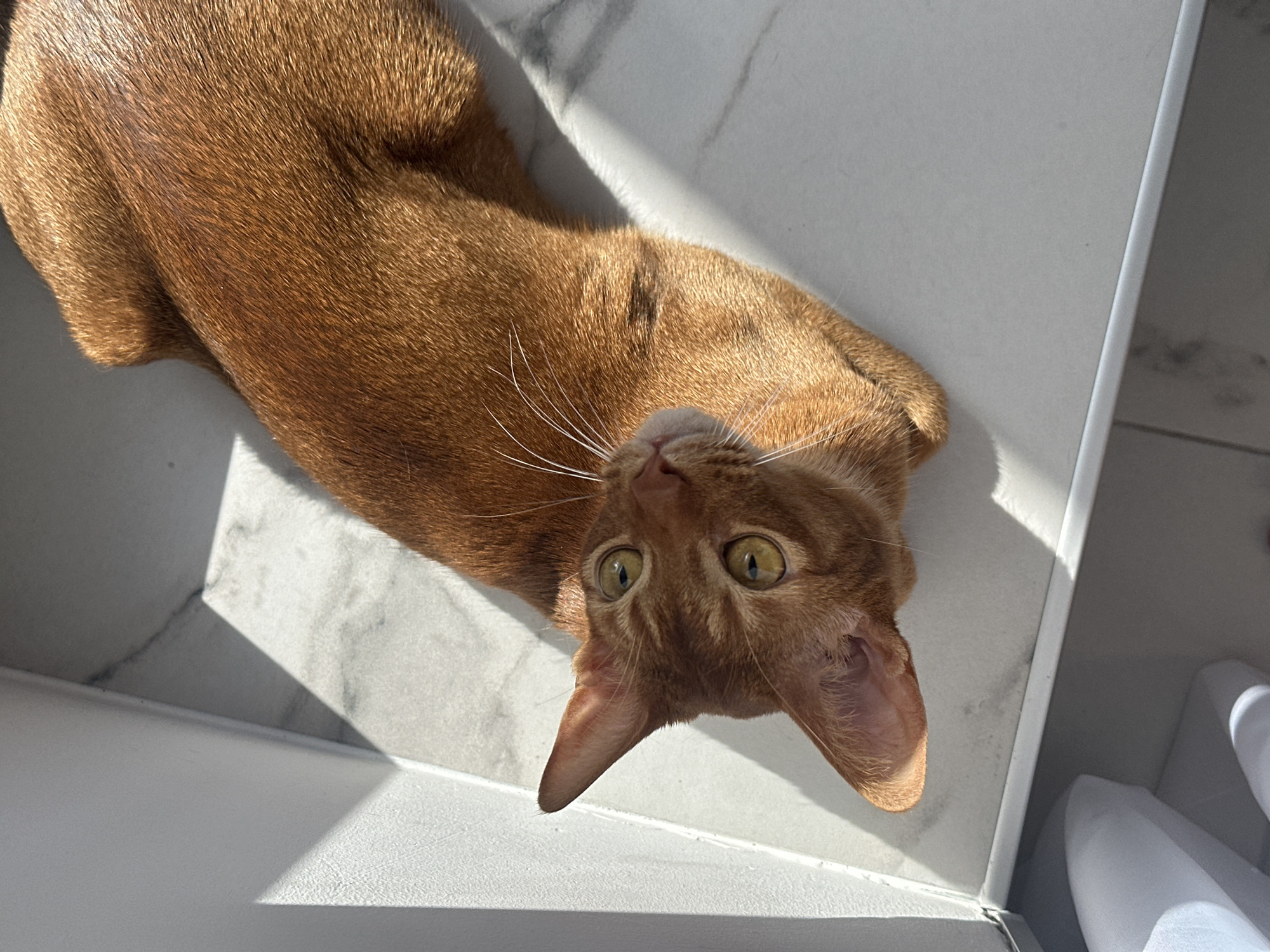 An Abyssinian cat with golden-brown fur and yellowish-green eyes lies on a light-colored, possibly white, tiled surface with marble-like patterns and shadows. The cat is positioned with its head oriented towards the viewer, looking up. Its ears are erect. A section of a white object or structure is visible in the bottom left and bottom right corners of the image. The scene is brightly lit, with distinct shadows. There is no contextual information to suggest this image was taken in the city of Kazan, Russia.