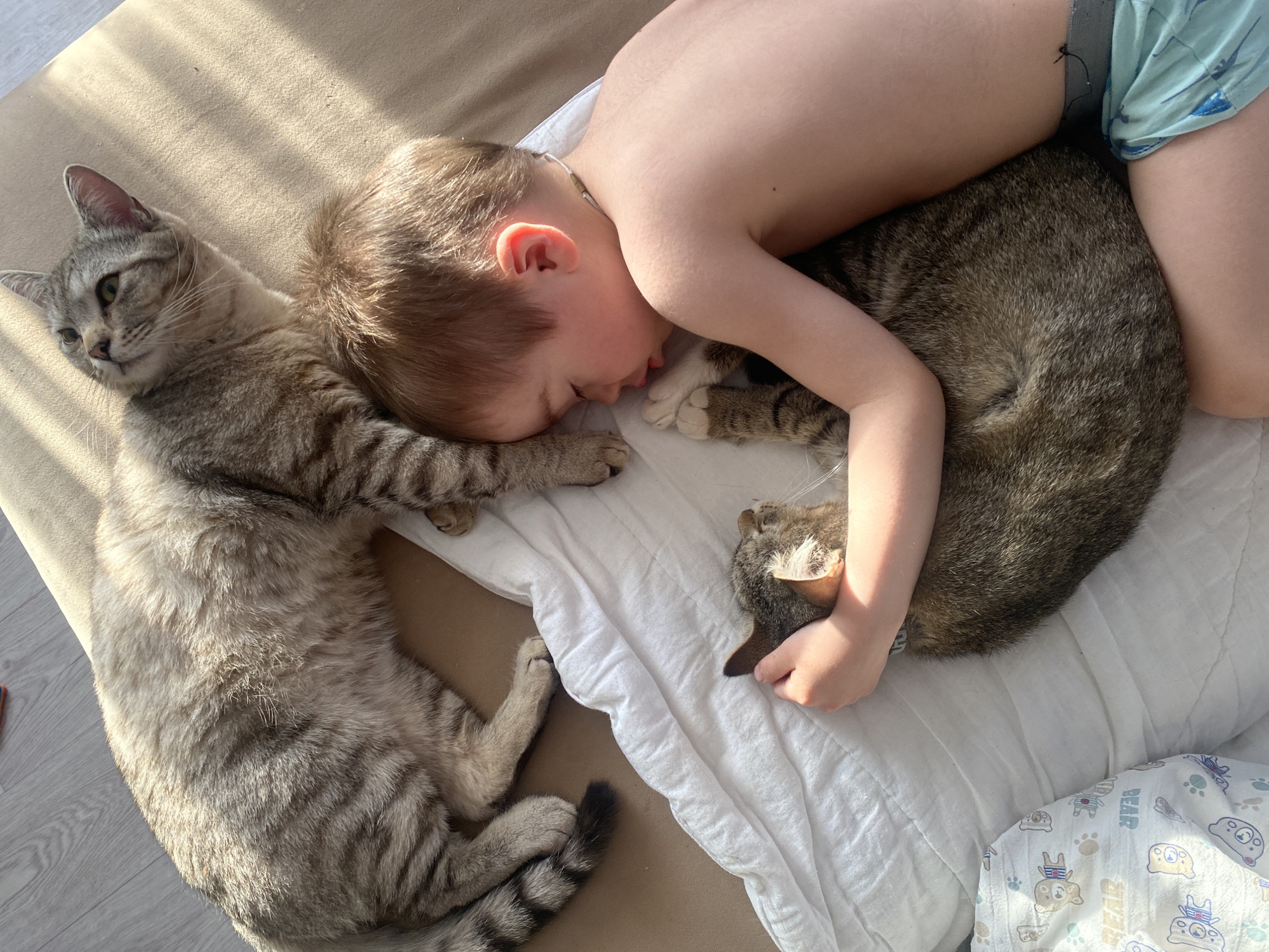 A young child with light skin and short brown hair is lying on a bed, embracing two tabby cats. The child is bare-chested, wearing patterned shorts. One cat is light gray and lying on the left side of the image, facing the camera. The second cat is darker in color and the child is lying on it, with one arm wrapped around it. The scene is bathed in sunlight and is located on the bed with a white blanket on it. The location is not identified.