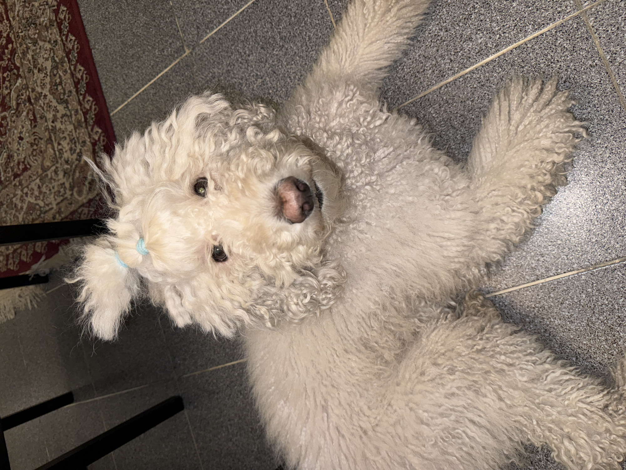 A white, curly-haired dog with a pink nose and a small blue hair tie on its left ear is lying on its back on a gray tiled floor. Part of a dark-colored rug is visible in the upper left corner. A black table leg is visible on the lower left. The location is likely indoors. It is not possible to determine if the location is in Krasnoyarsk, Russia from this image alone.