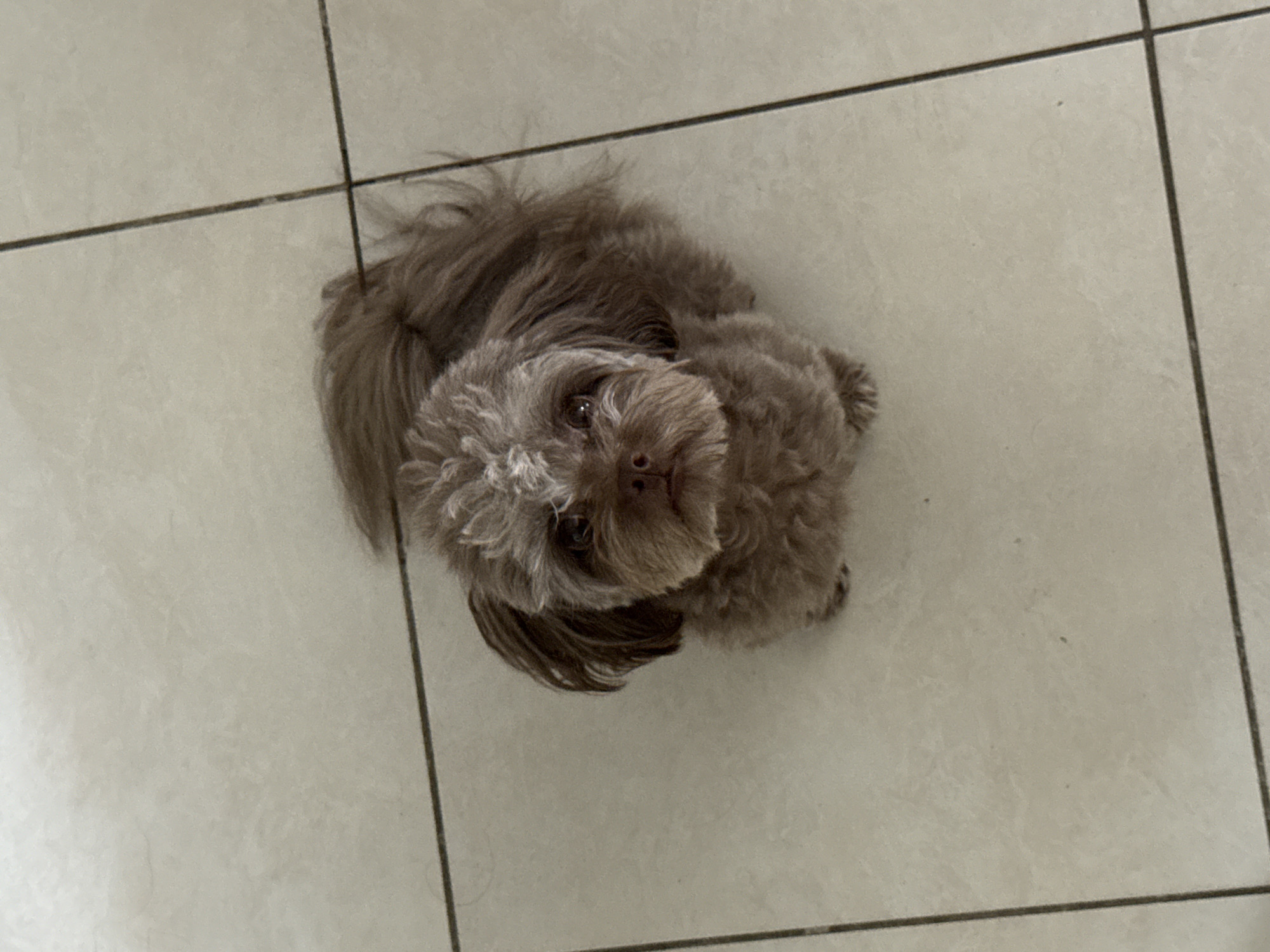 A small, brown poodle-mix dog with a fluffy coat sits on a tiled floor. The dog is looking upwards with its head tilted slightly. The floor is composed of square, beige tiles with dark grout lines. The lighting suggests an indoor setting. The location is not identifiable from the image.