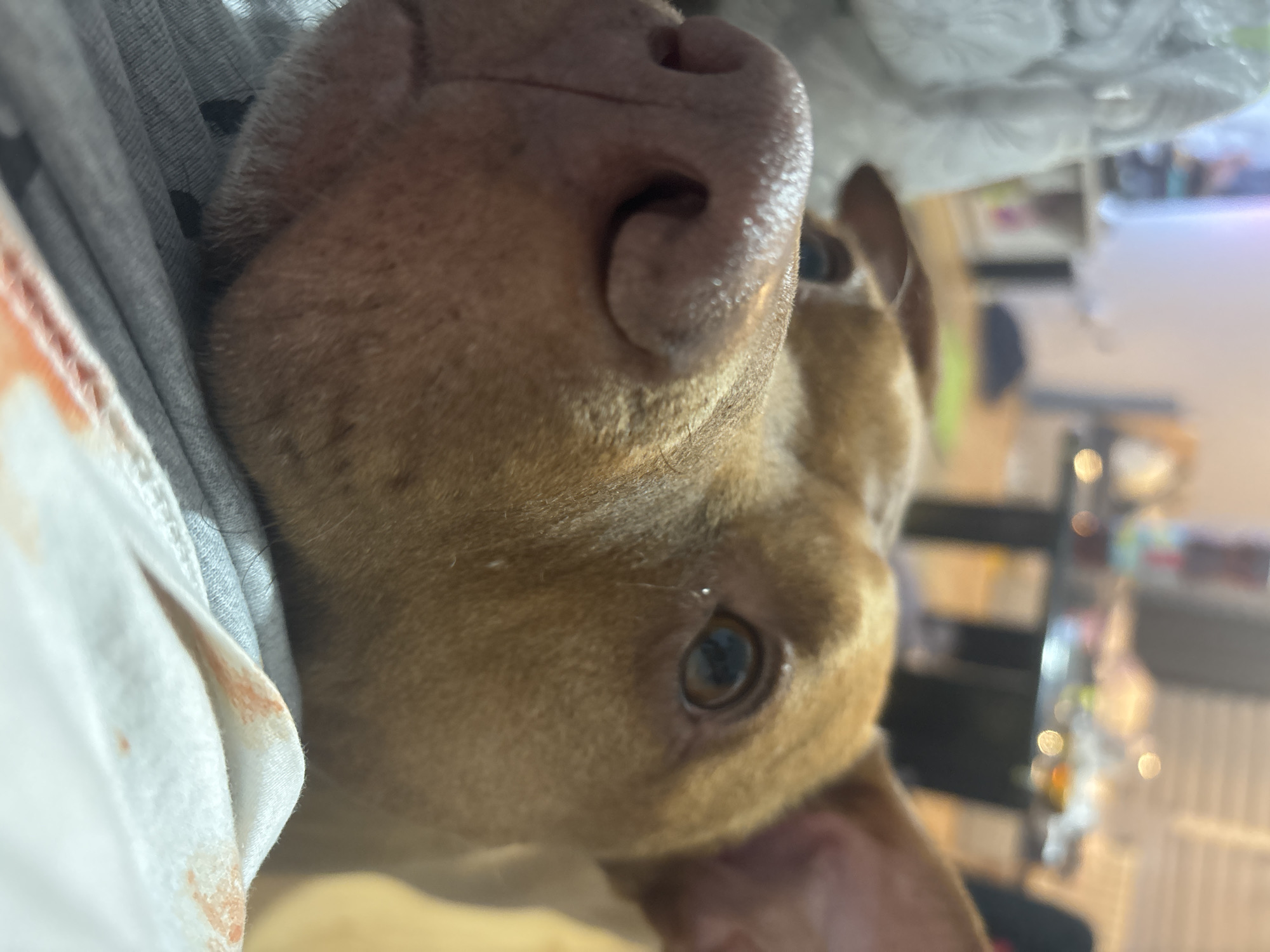 A close-up, upside-down perspective captures a brown dog with a large, pink nose. The dog's eye is visible, and part of an ear is in the lower right. The dog is lying against some fabric, including what appears to be a white cloth with an orange stain. The background is blurred, showing what might be kitchen items and a counter. There is no visible evidence to suggest this is in Sofia, Bulgaria.