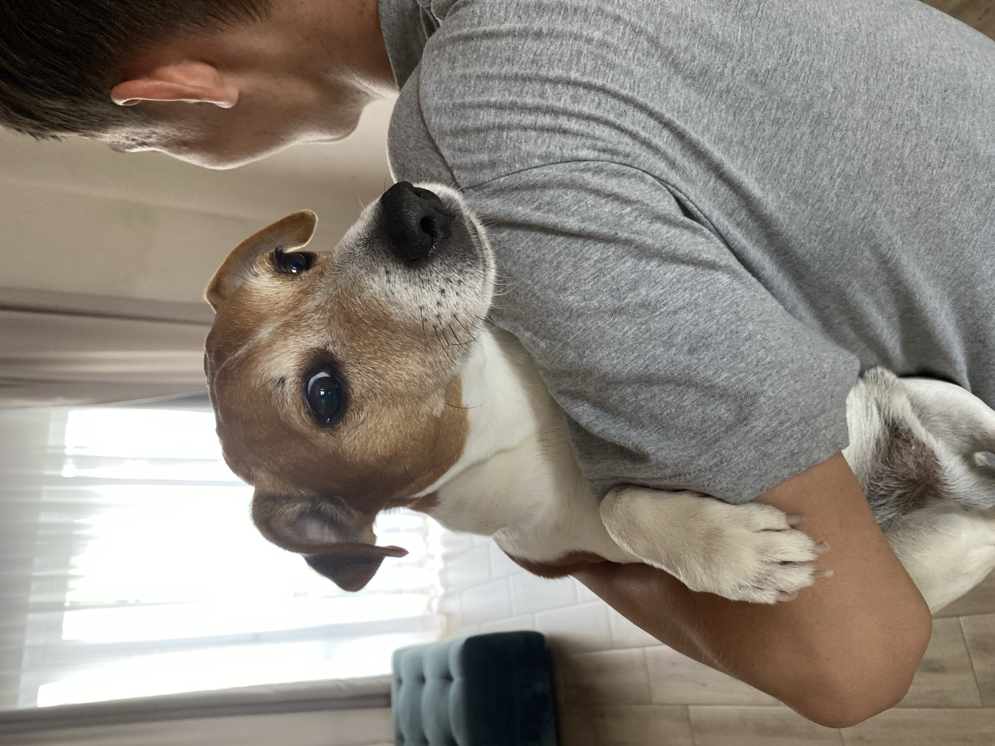 A person is holding a Jack Russell Terrier dog. The person is wearing a gray t-shirt. The dog is brown and white. The background includes a window with blinds and a tufted blue ottoman. There is no information to verify the location as the city of Chaikovsky, Russia.
