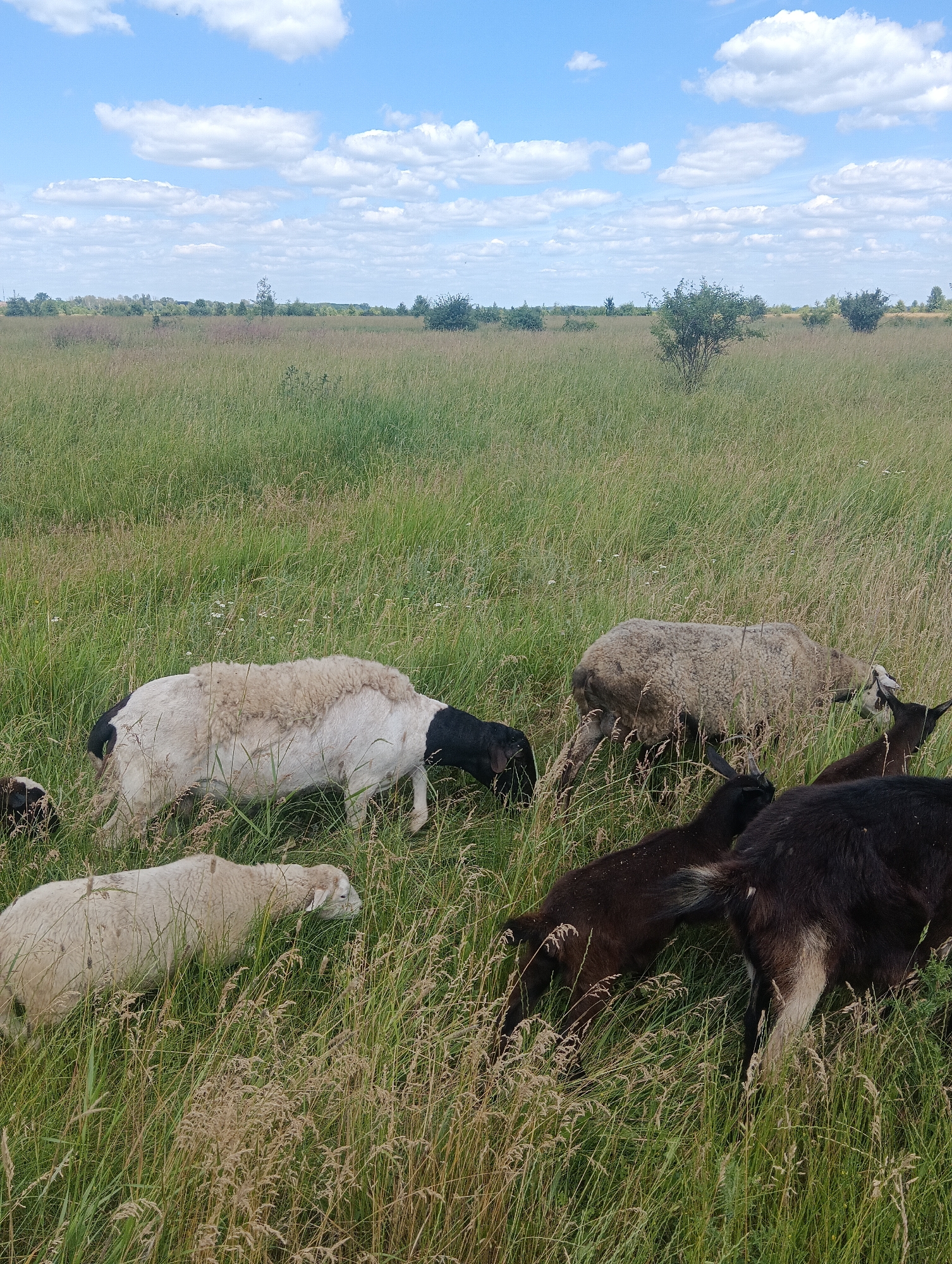 A herd of sheep and goats graze in a grassy field under a bright blue sky with scattered white clouds. The sheep are primarily white, with one notable sheep having a black head and hindquarters, and a shaggy, light-colored fleece on its back. The goats are darker, mostly black, with some showing hints of brown or white.
The field is covered in tall, green grass, interspersed with dry, straw-colored stalks and small white wildflowers. In the background, a line of trees and shrubs stretches across the horizon, with a few scattered bushes closer to the foreground. The overall impression is one of a serene, rural landscape on a sunny day, likely late morning or early afternoon given the lighting. The animals appear relaxed and engaged in their natural behavior of grazing. There is no visible text in the image.