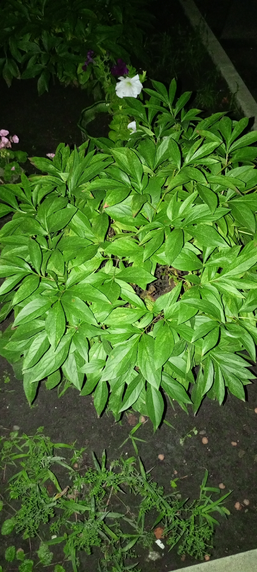 The image shows a close-up, high-angle view of a lush green plant with large, compound leaves. The plant is densely packed, with the leaves overlapping and creating a textured surface. The leaves are a vibrant green, with some appearing slightly lighter or darker due to variations in light and shadow. The overall impression is of a healthy, well-established plant. The background is dark and out of focus, suggesting it is nighttime or a dimly lit area. There are hints of other plants and flowers in the upper left and right portions of the image, but they are too indistinct to identify. The ground beneath the plant is visible in the lower portion of the image and appears to be dark soil with scattered small pebbles or debris. The scene is likely a garden or park setting. The image does not contain any people or discernible activities. The location in Kirsanov, Russia, is not visually represented in the image itself.